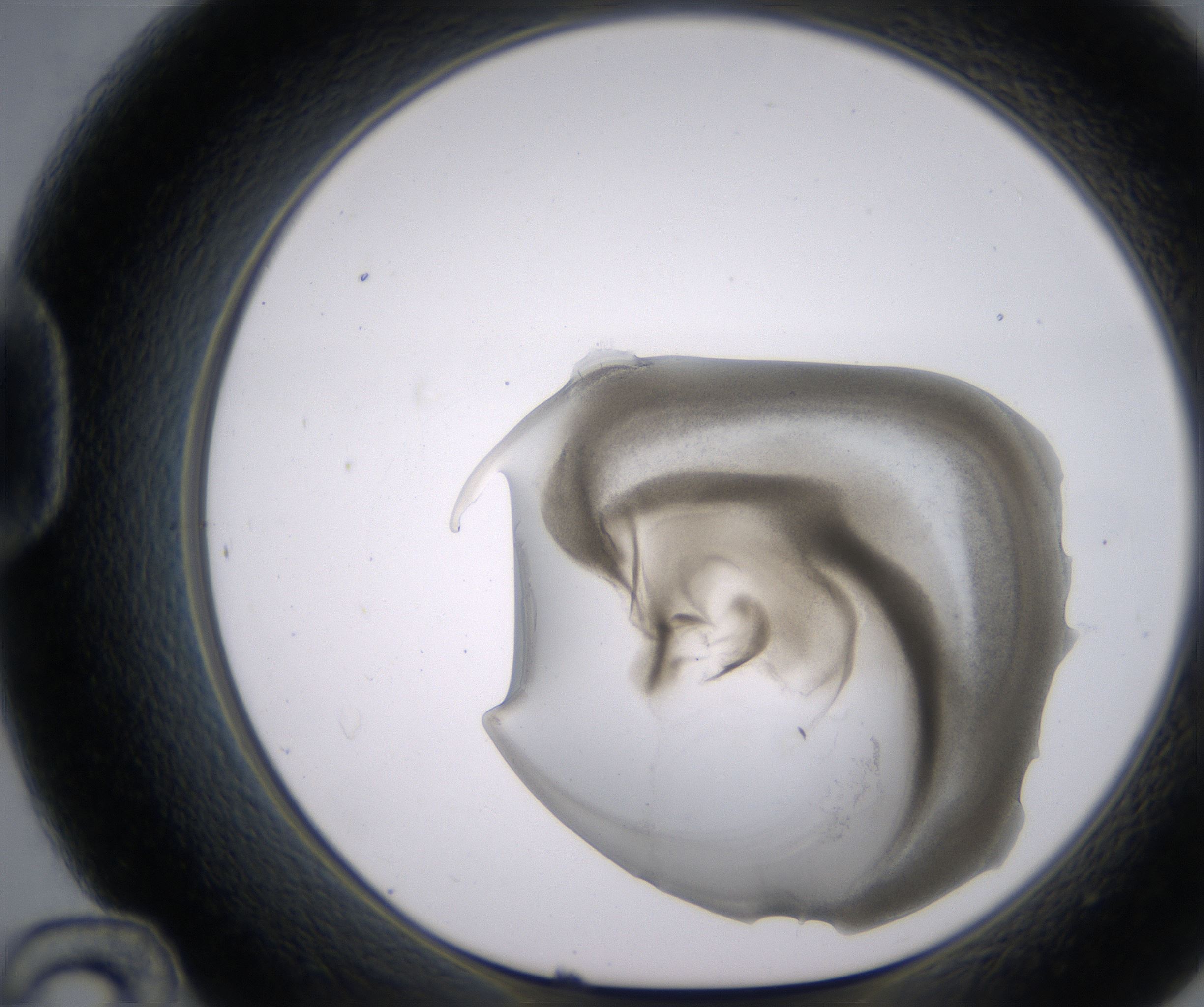 D12_HighResolution_Precipitate_1.jpg