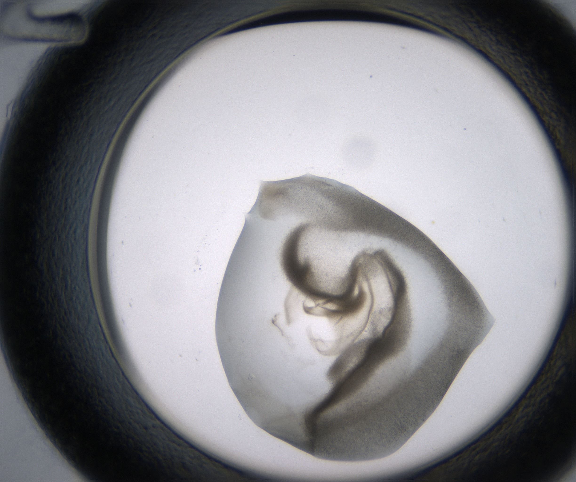 D12_HighResolution_Precipitate_2.jpg