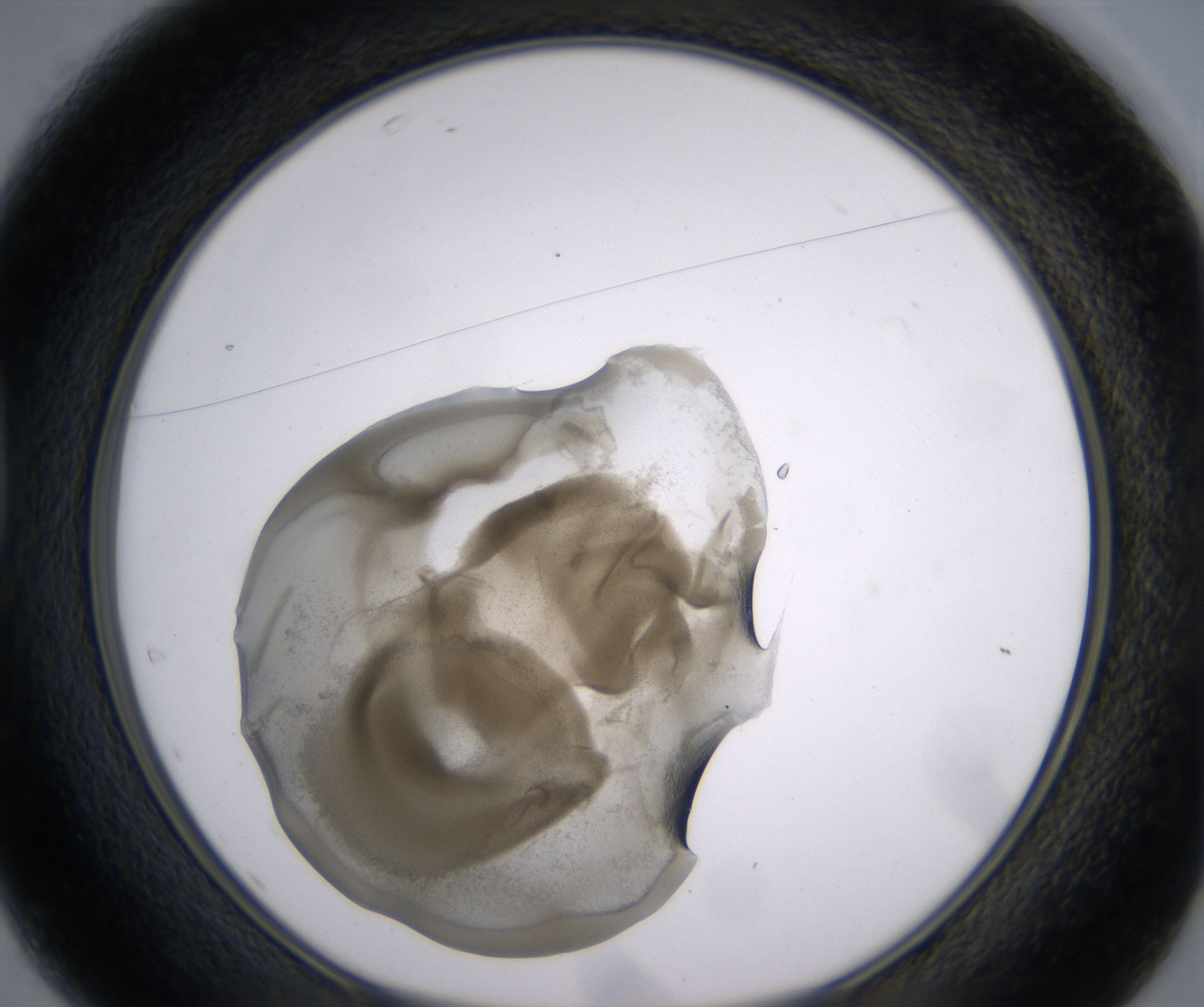 D1_HighResolution_Precipitate_1.jpg