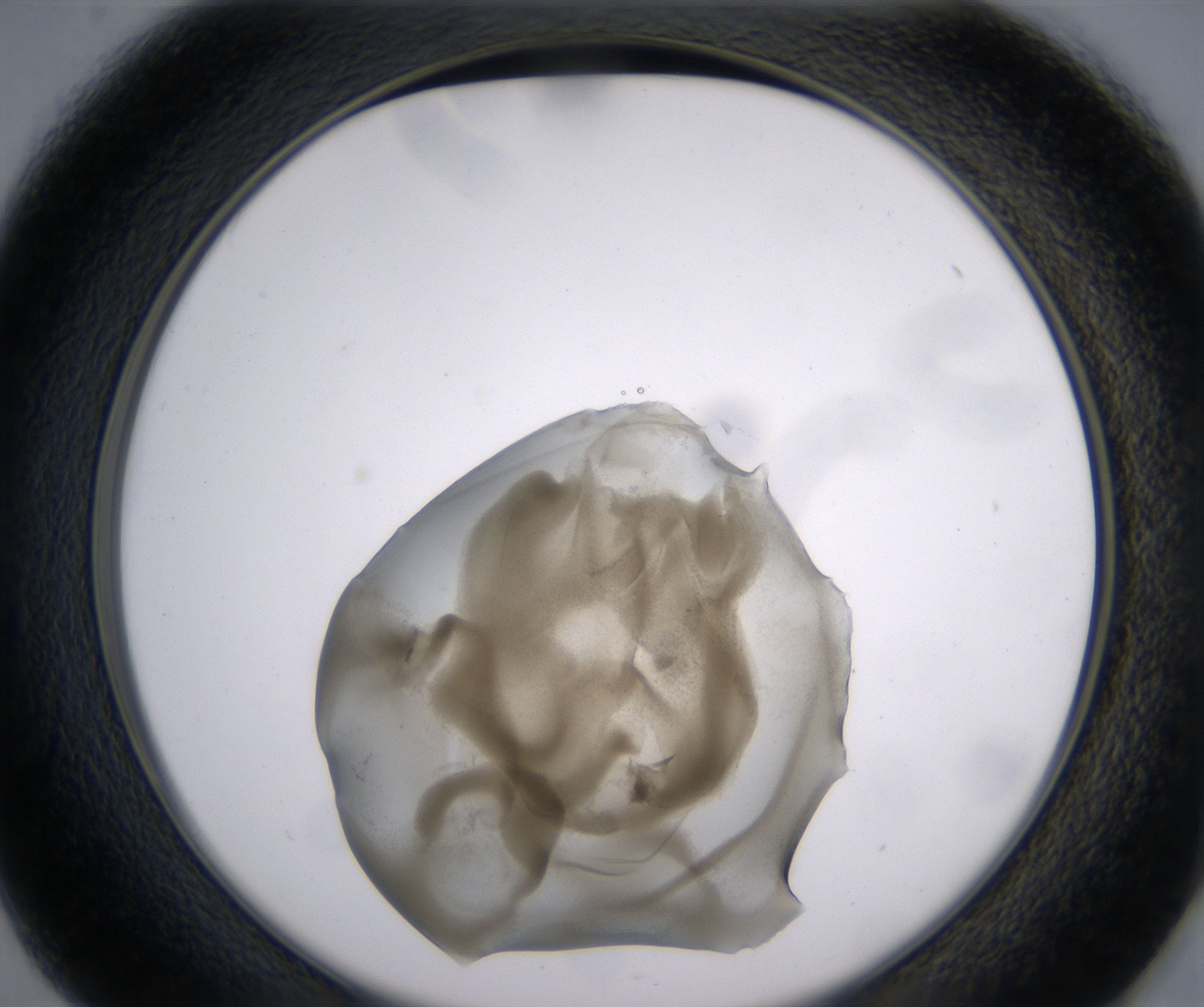 D1_HighResolution_Precipitate_2.jpg