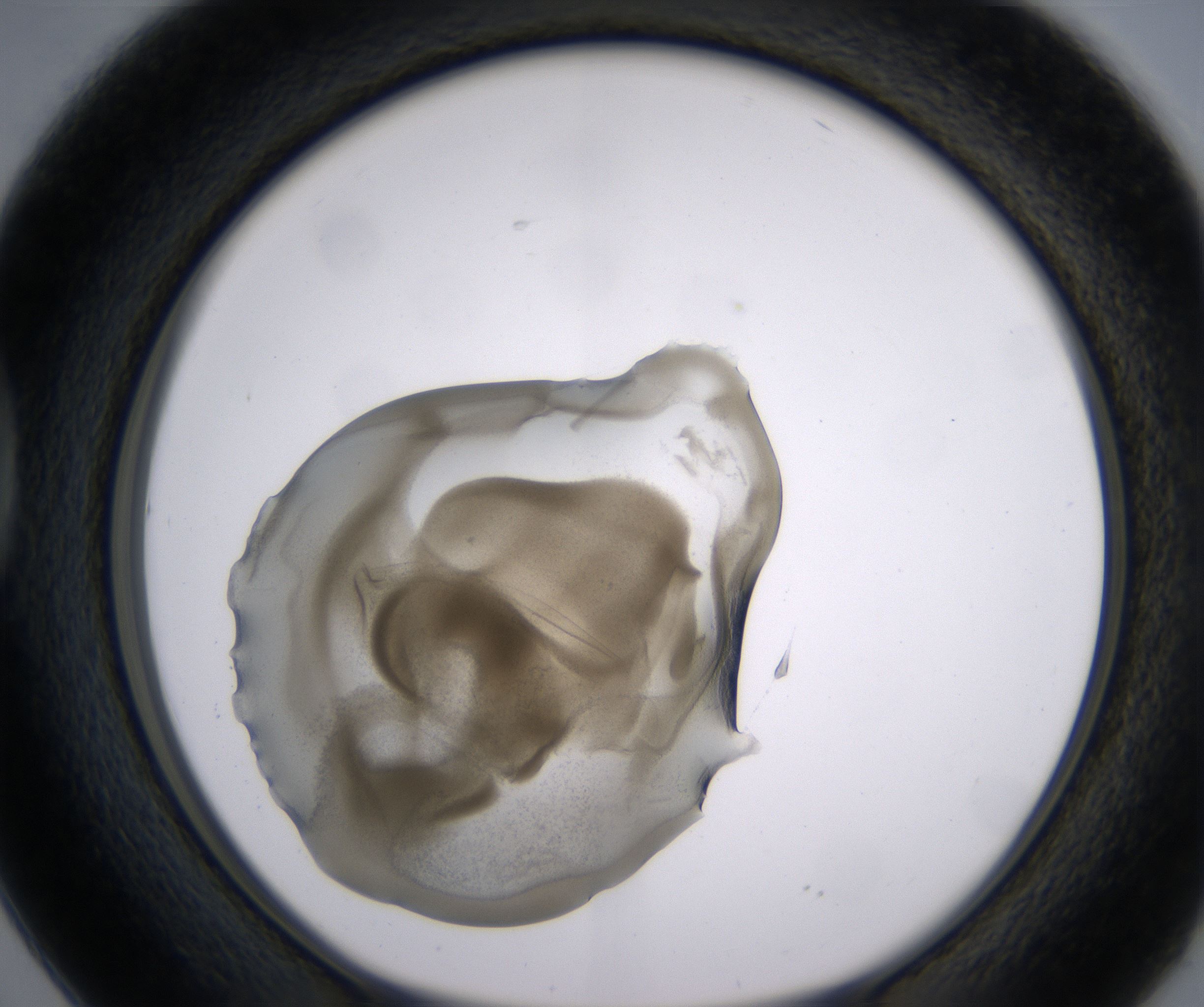 D2_HighResolution_Precipitate_1.jpg