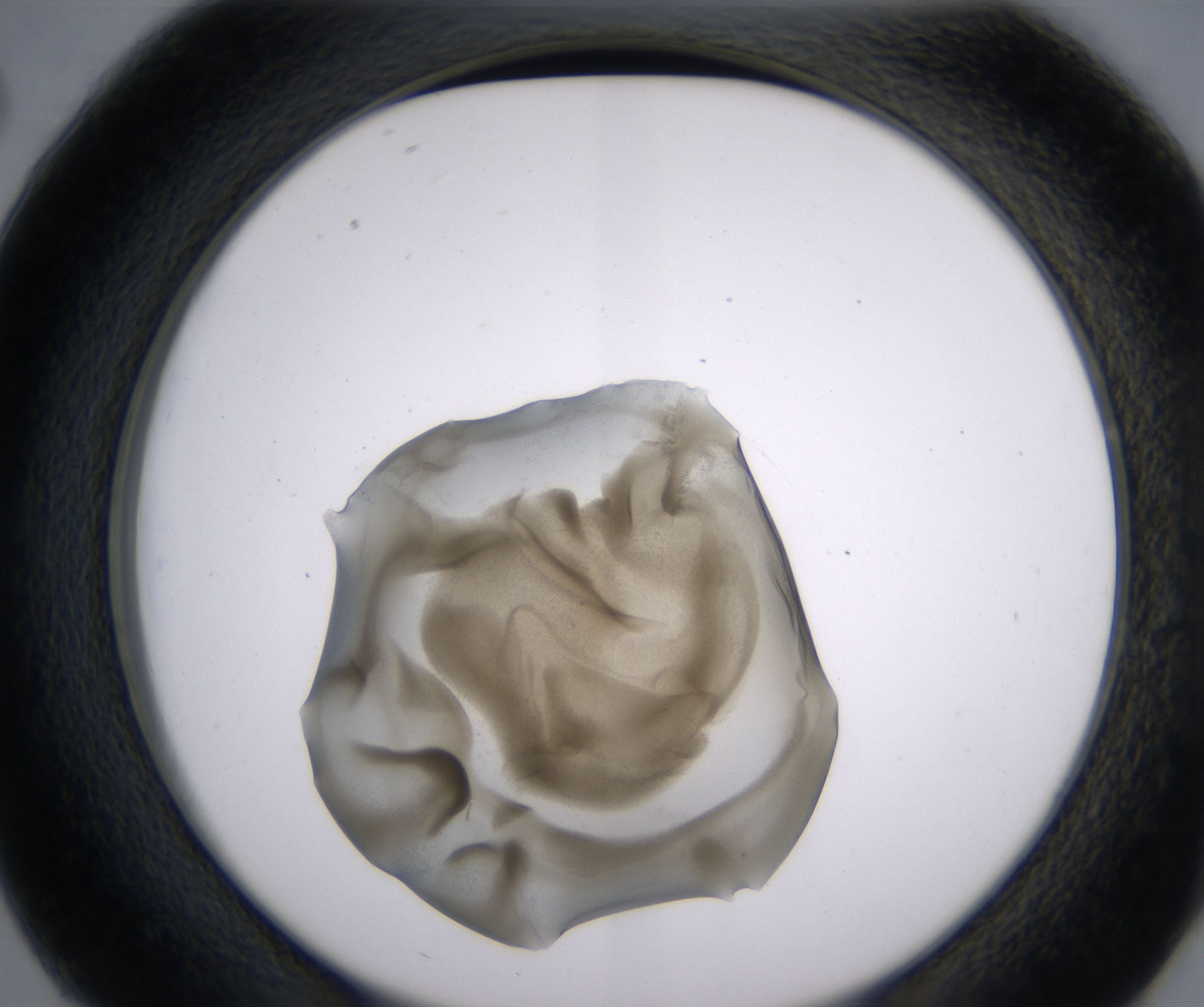 D2_HighResolution_Precipitate_2.jpg