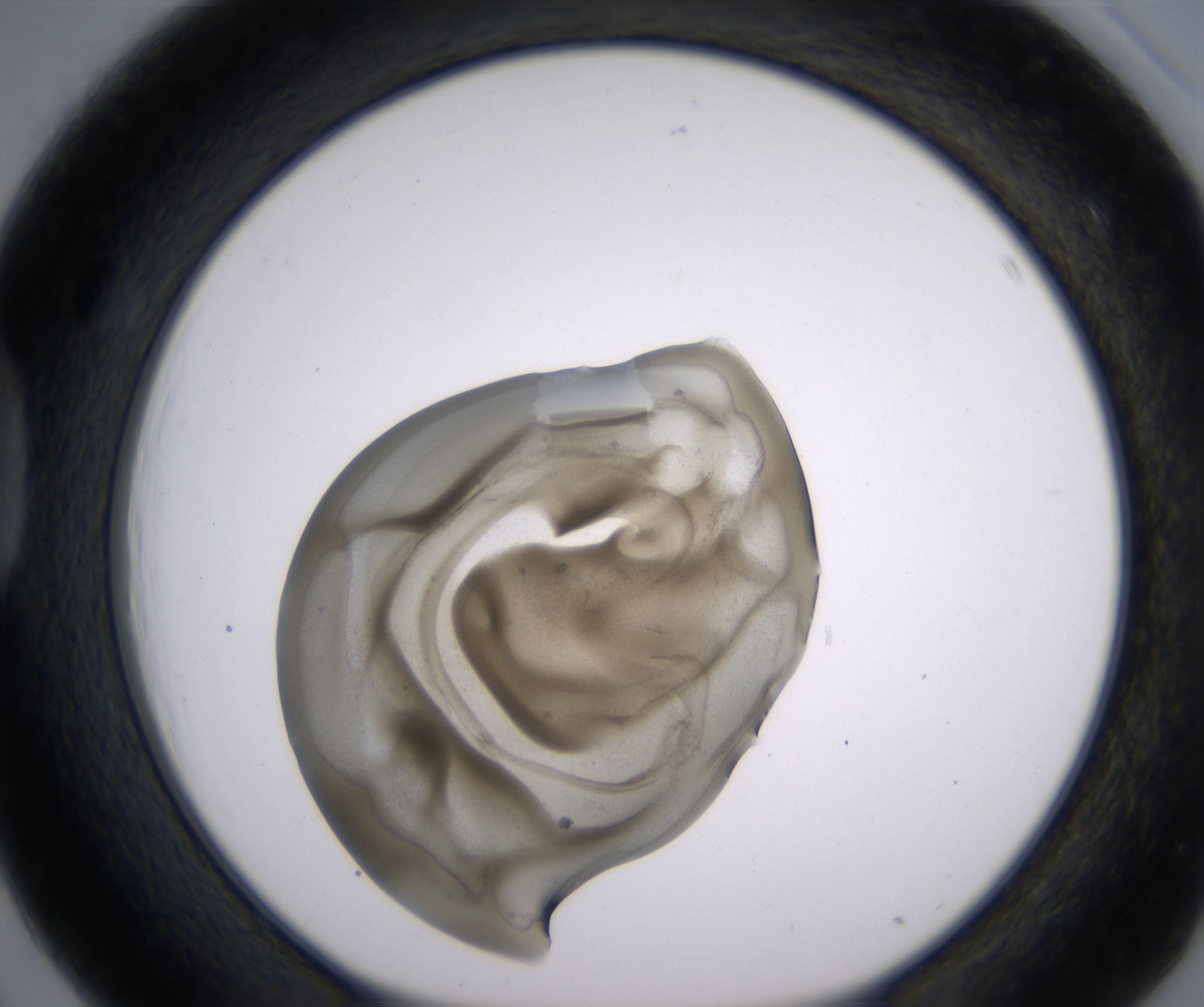D3_HighResolution_Precipitate_1.jpg