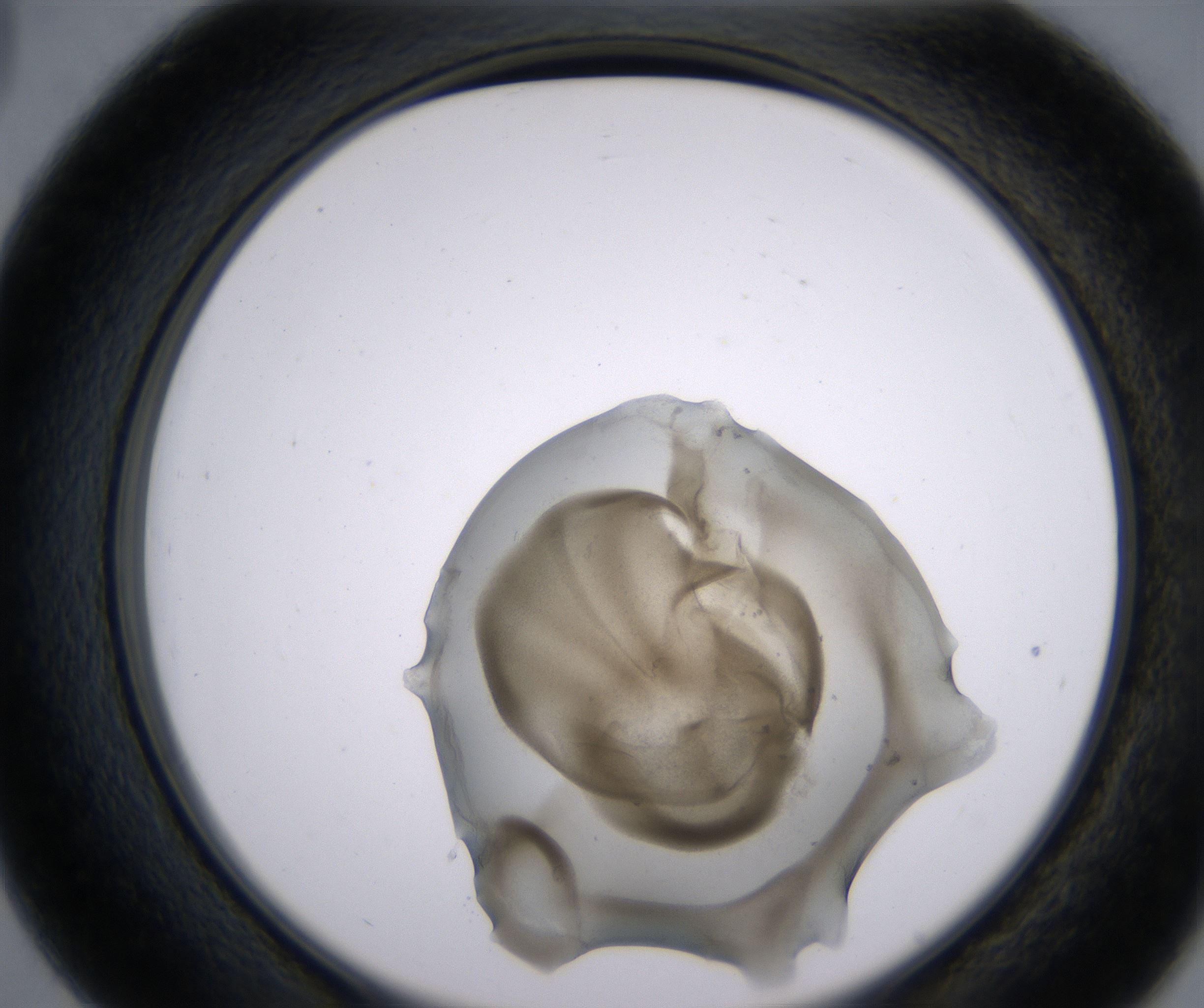 D3_HighResolution_Precipitate_2.jpg