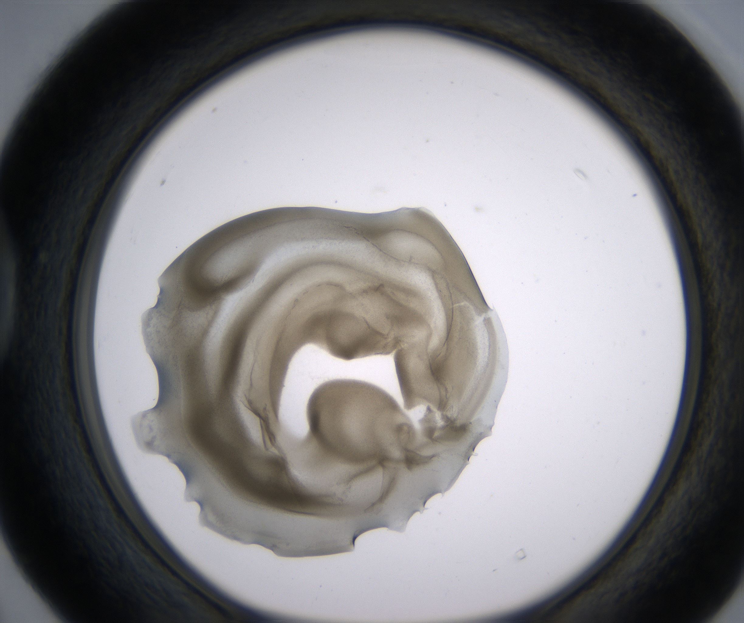 D4_HighResolution_Precipitate_1.jpg