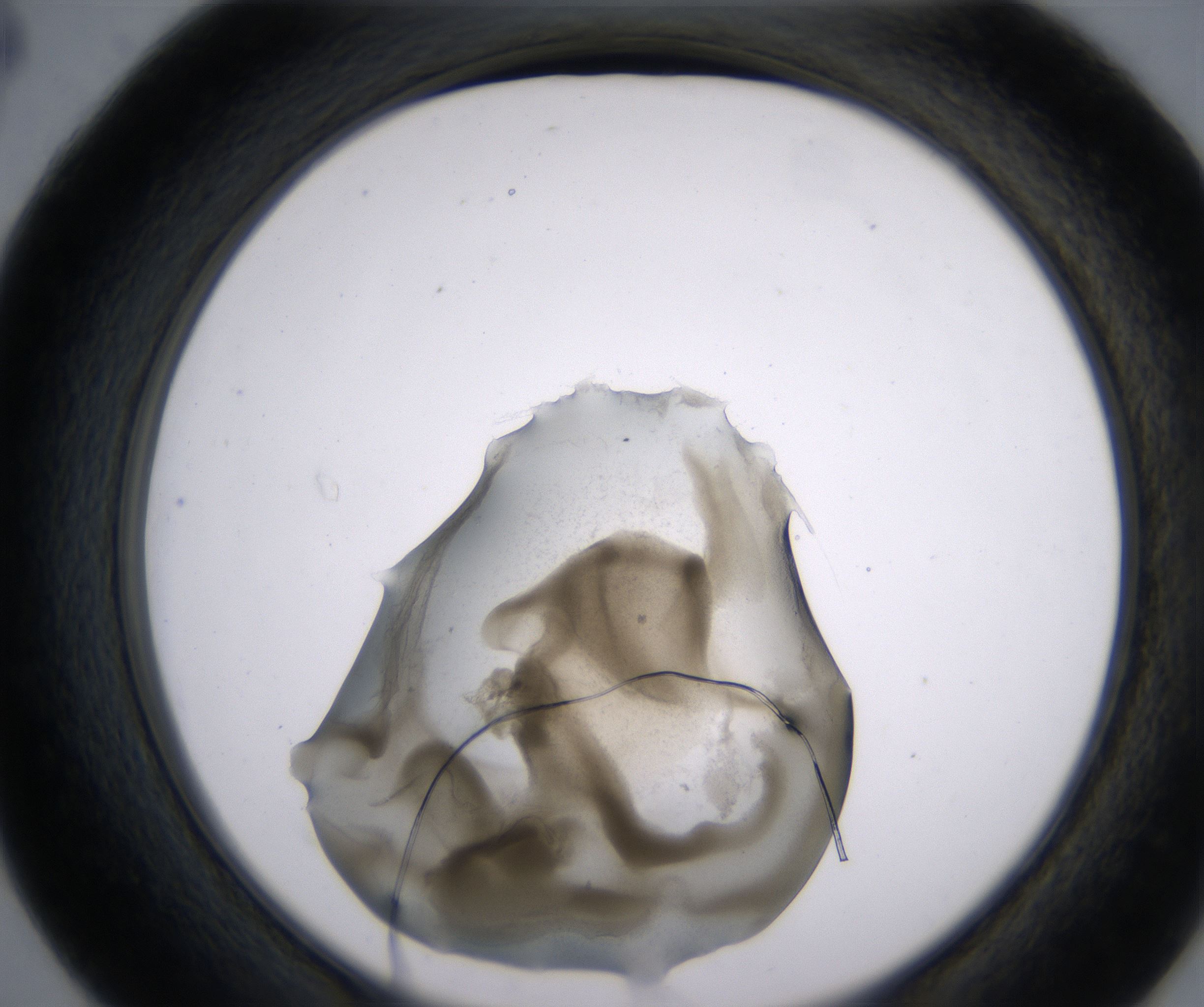 D4_HighResolution_Precipitate_2.jpg