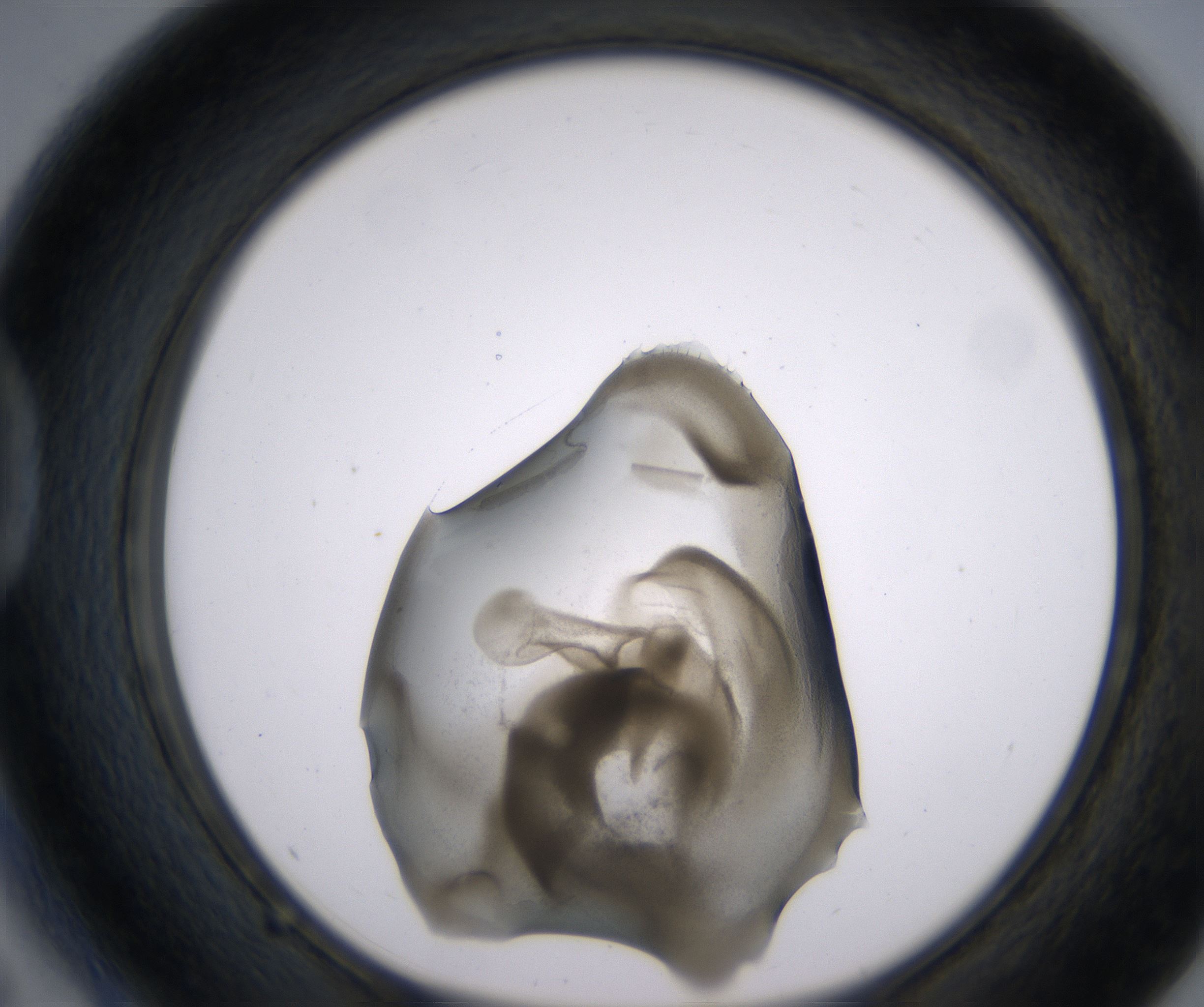 D5_HighResolution_Precipitate_1.jpg
