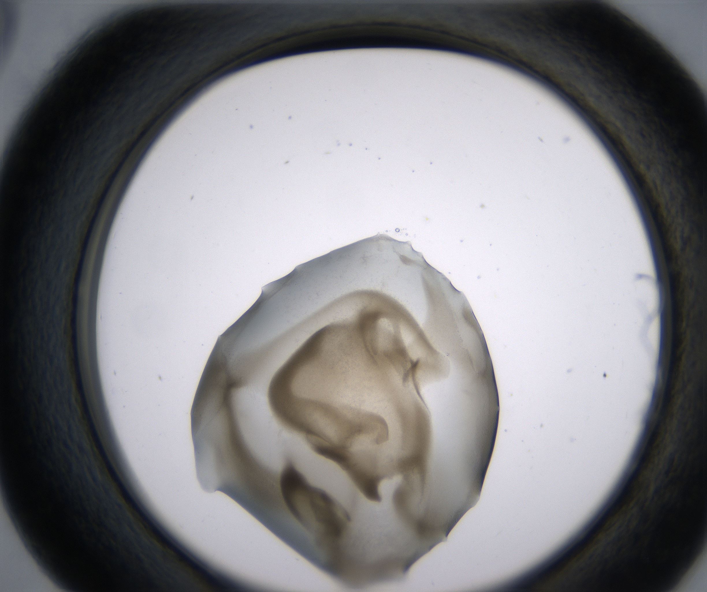 D5_HighResolution_Precipitate_2.jpg