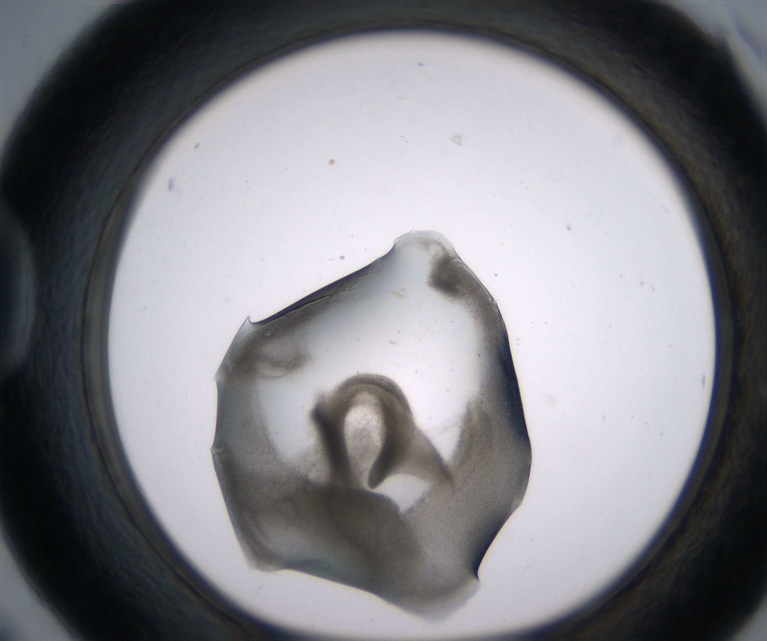 D6_HighResolution_Precipitate_1.jpg