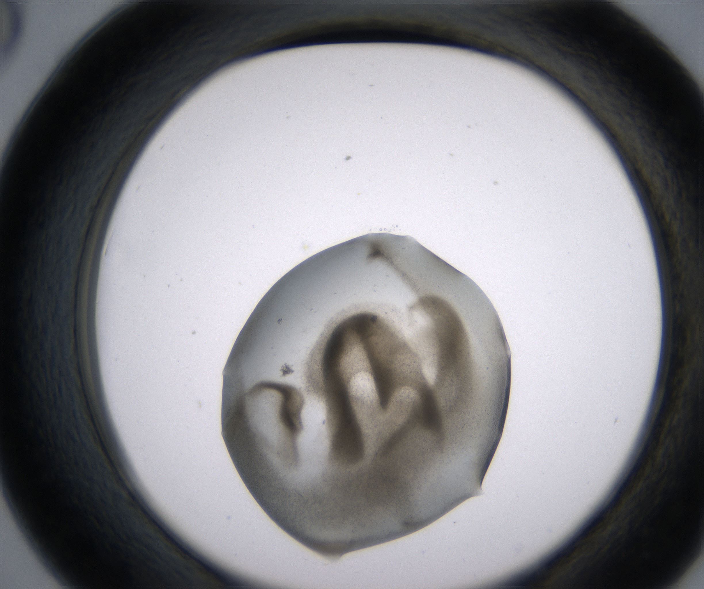 D6_HighResolution_Precipitate_2.jpg