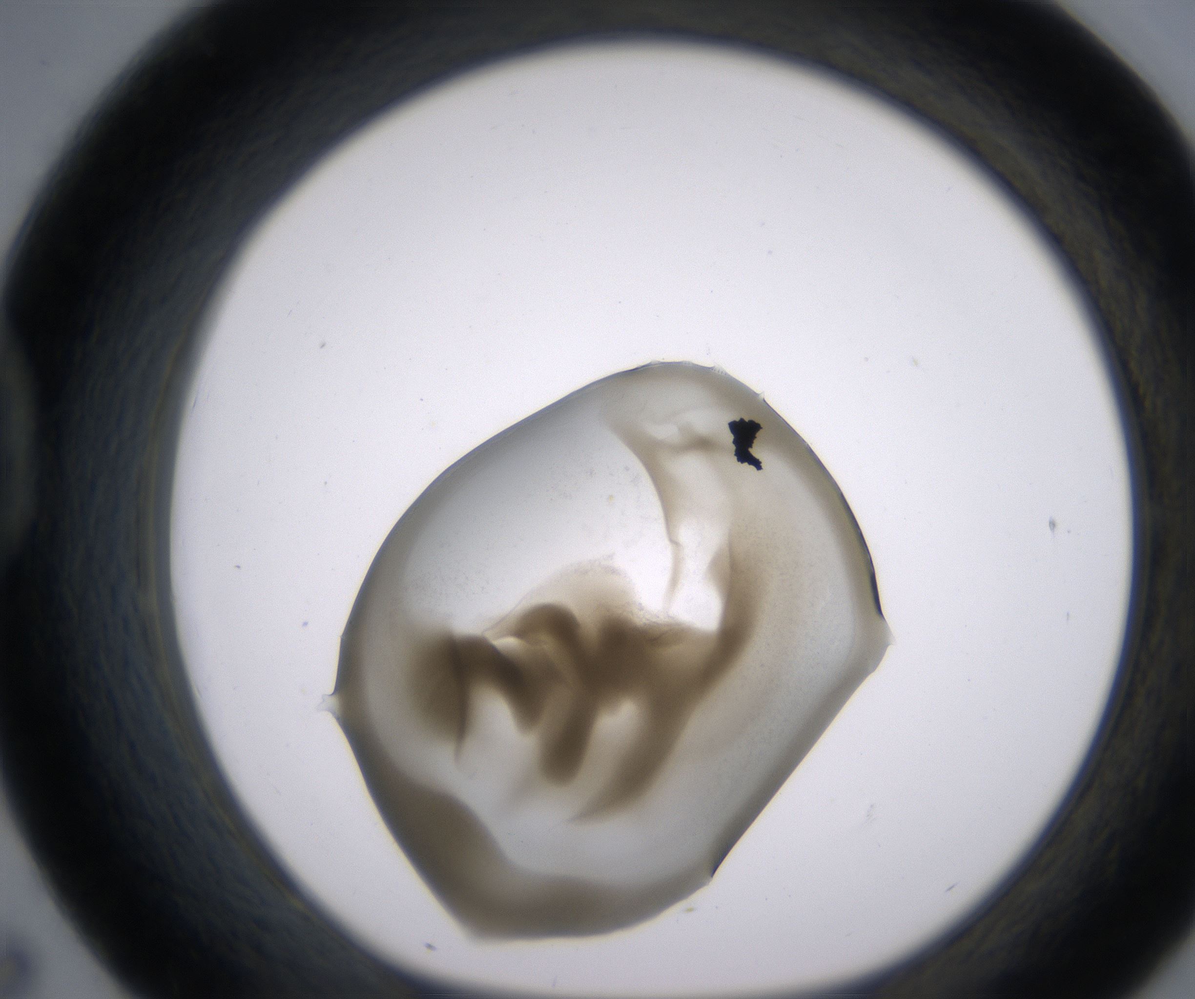 D7_HighResolution_Precipitate_1.jpg