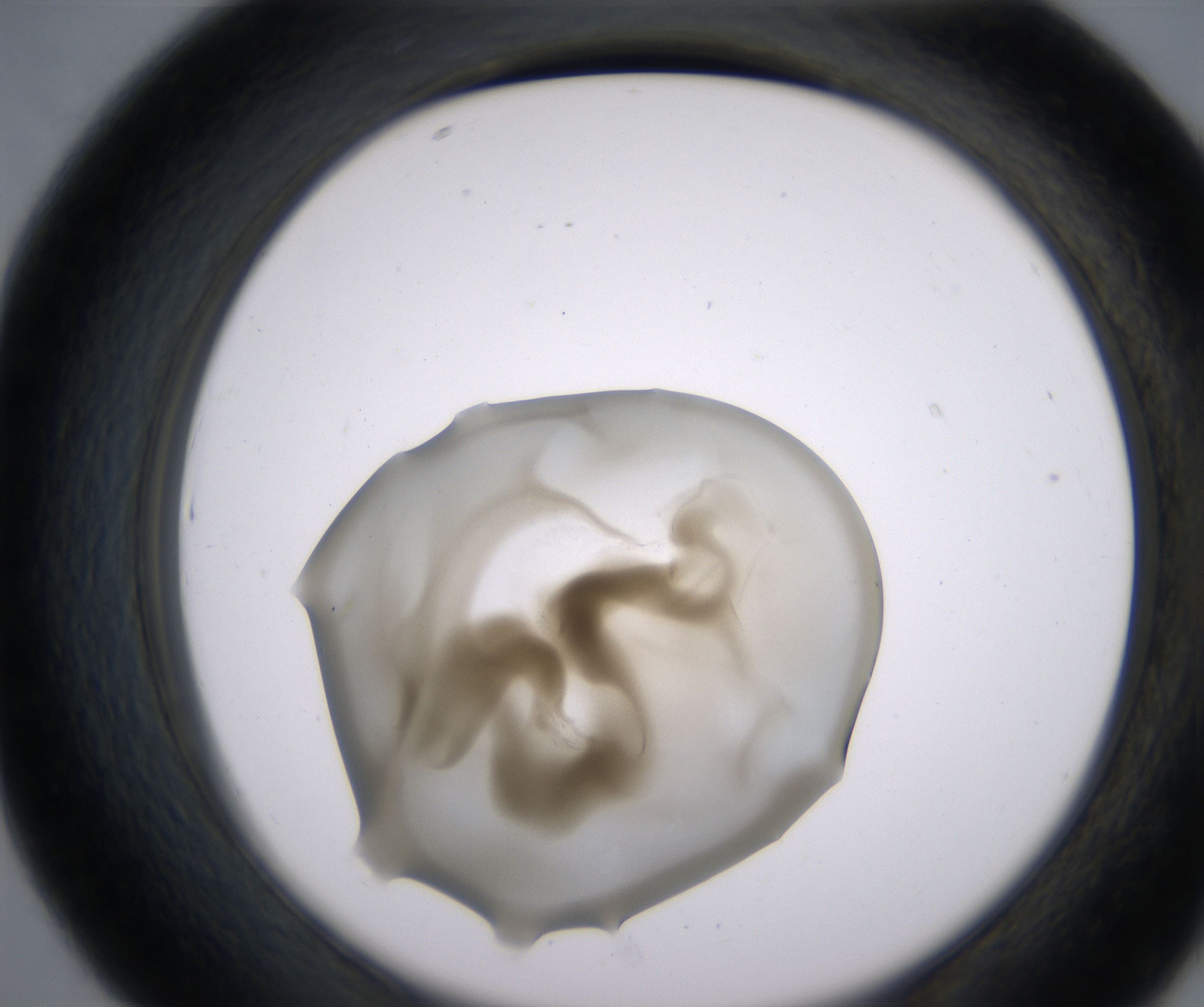 D7_HighResolution_Precipitate_2.jpg