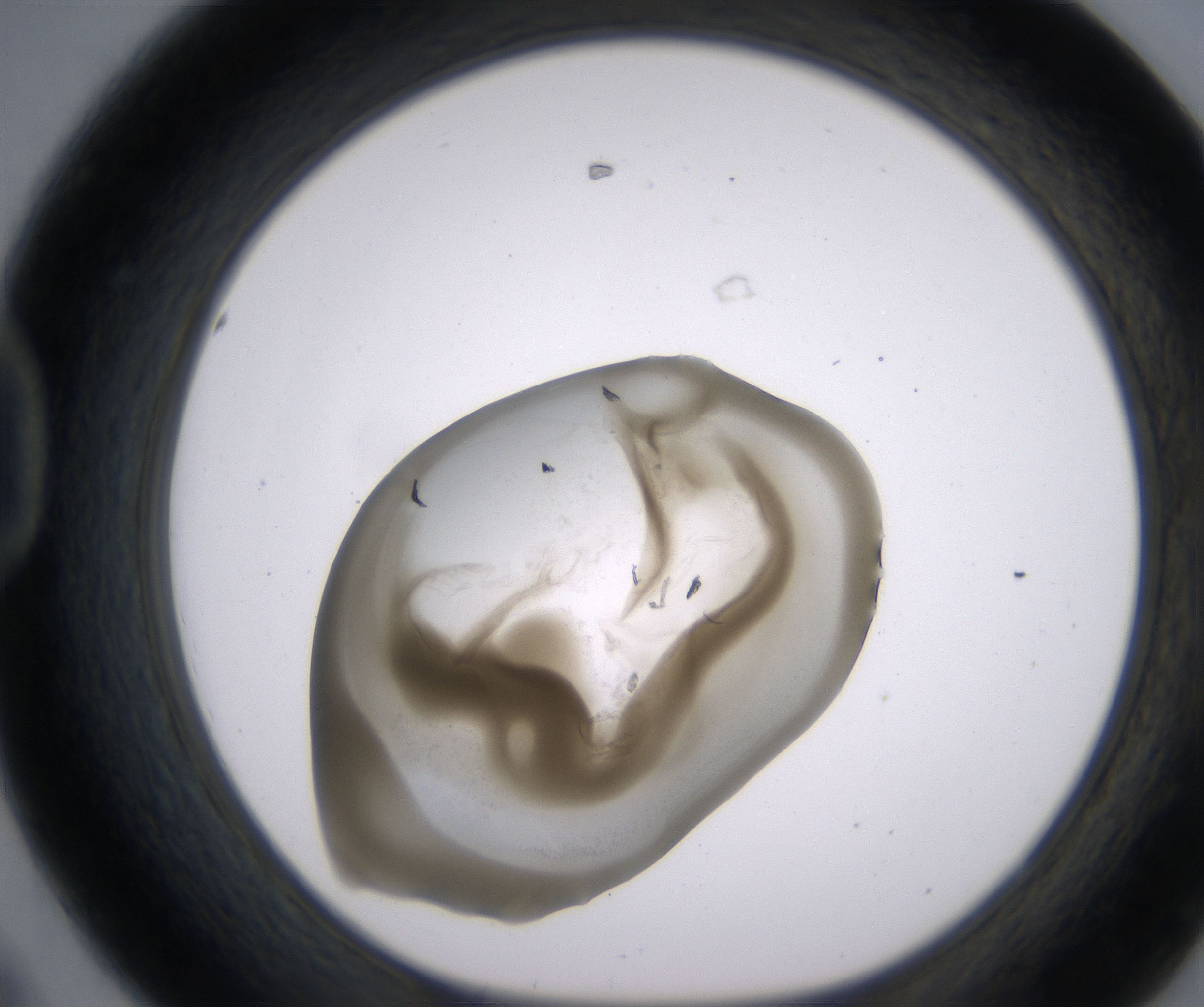 D8_HighResolution_Precipitate_1.jpg
