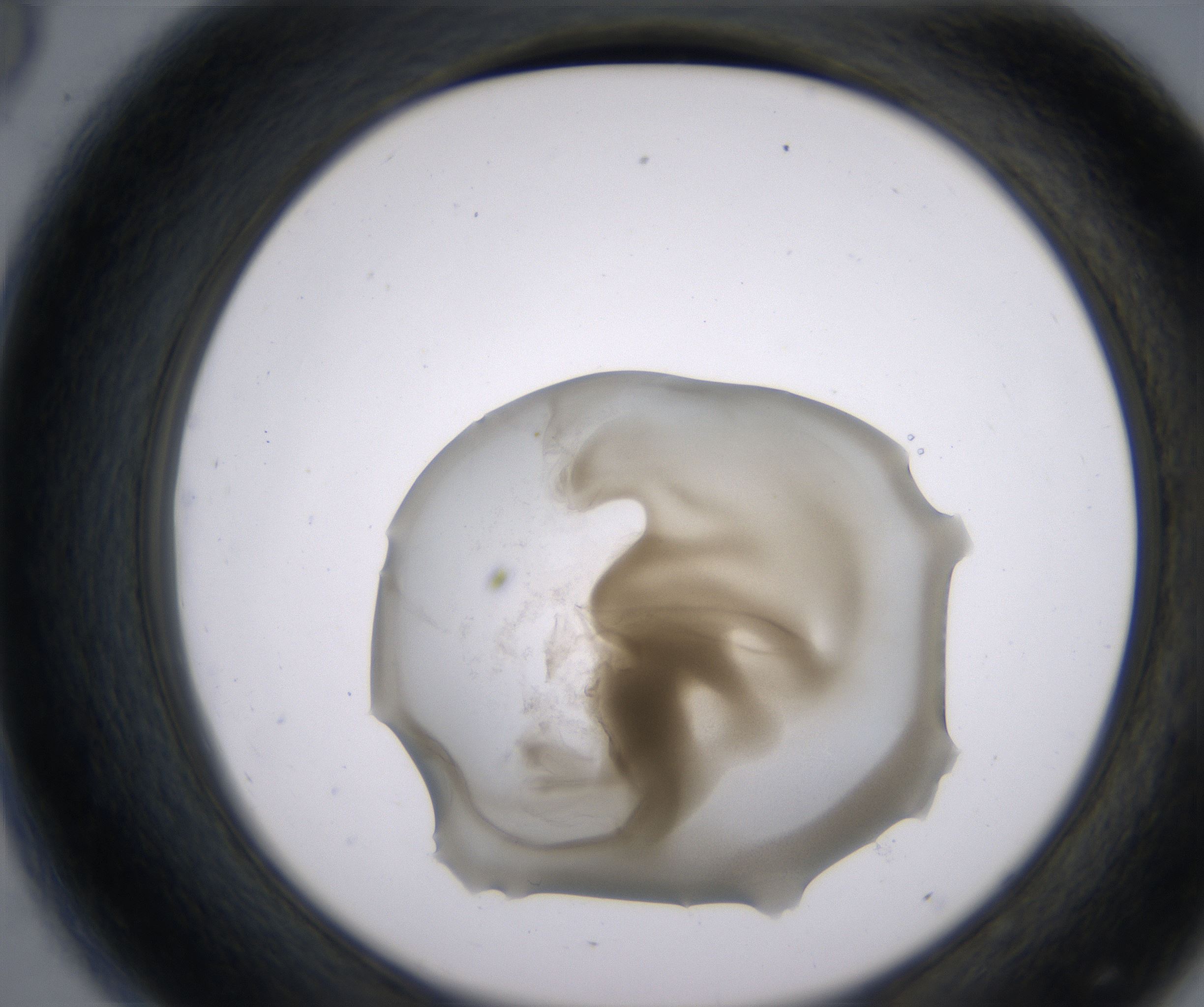 D8_HighResolution_Precipitate_2.jpg