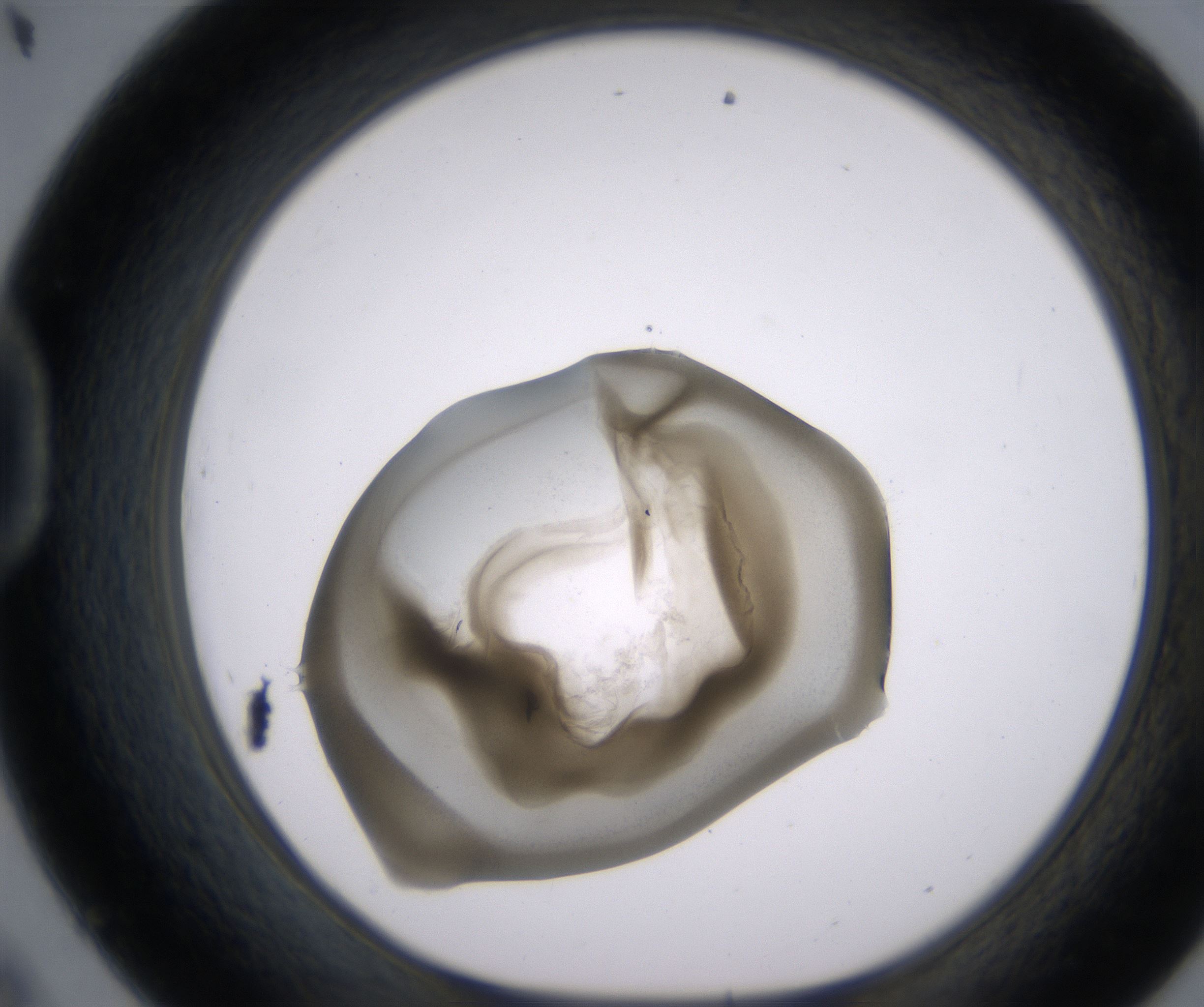 D9_HighResolution_Precipitate_1.jpg