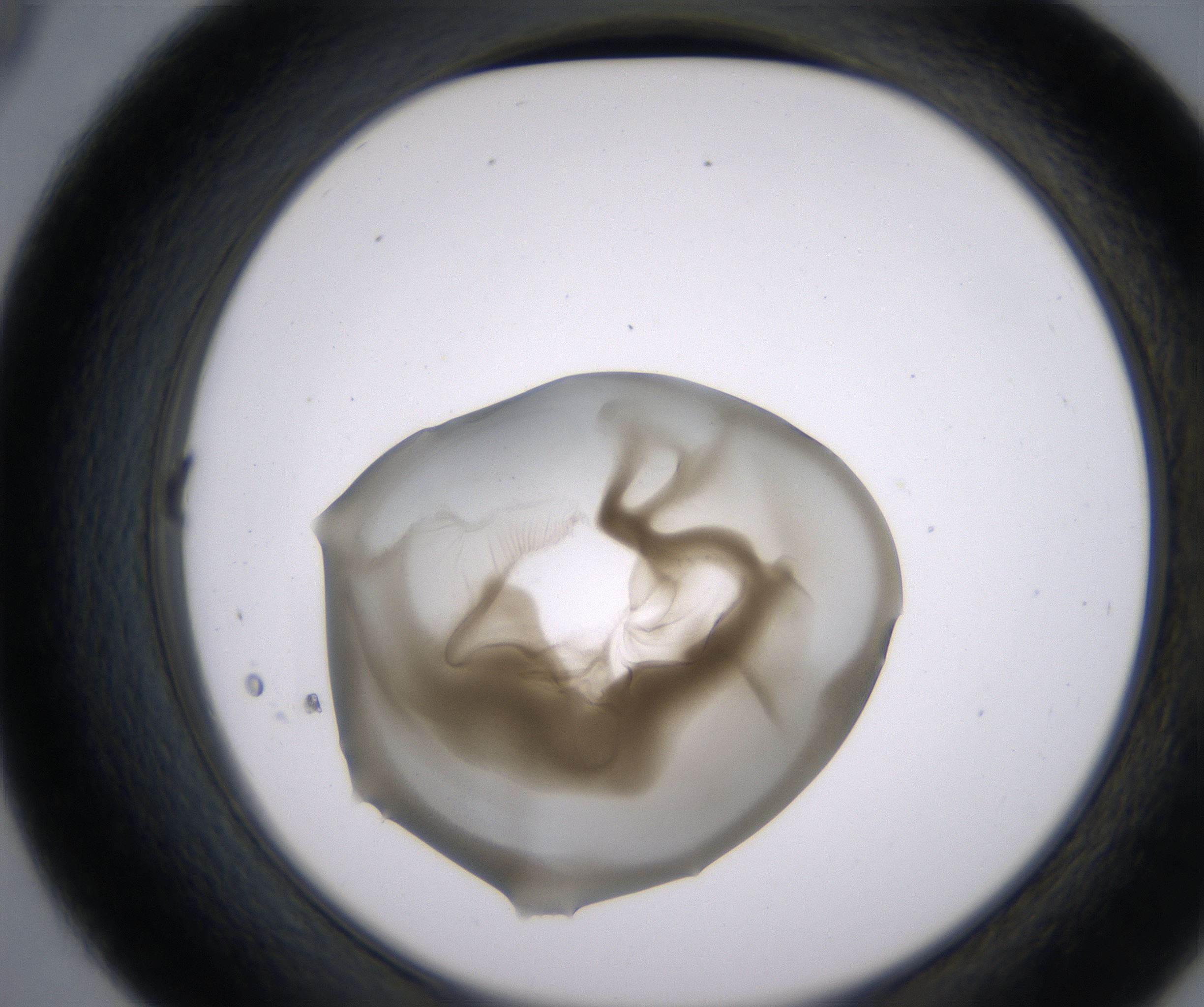 D9_HighResolution_Precipitate_2.jpg
