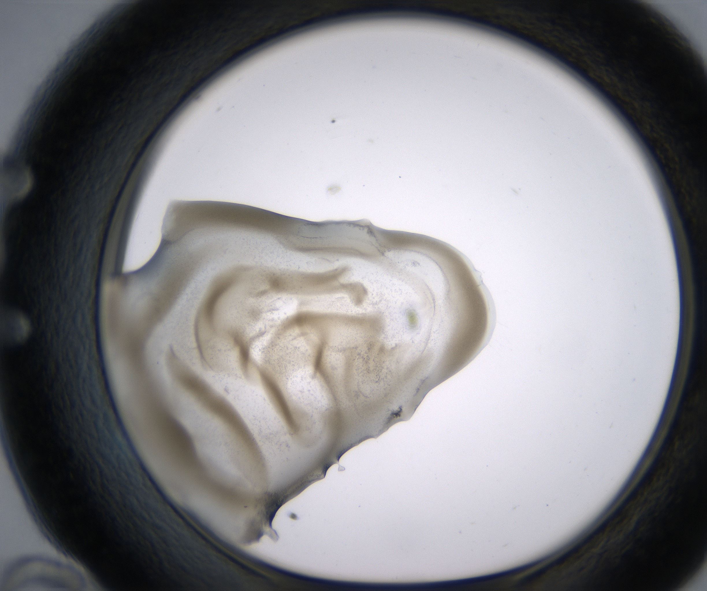 E10_HighResolution_Precipitate_1.jpg