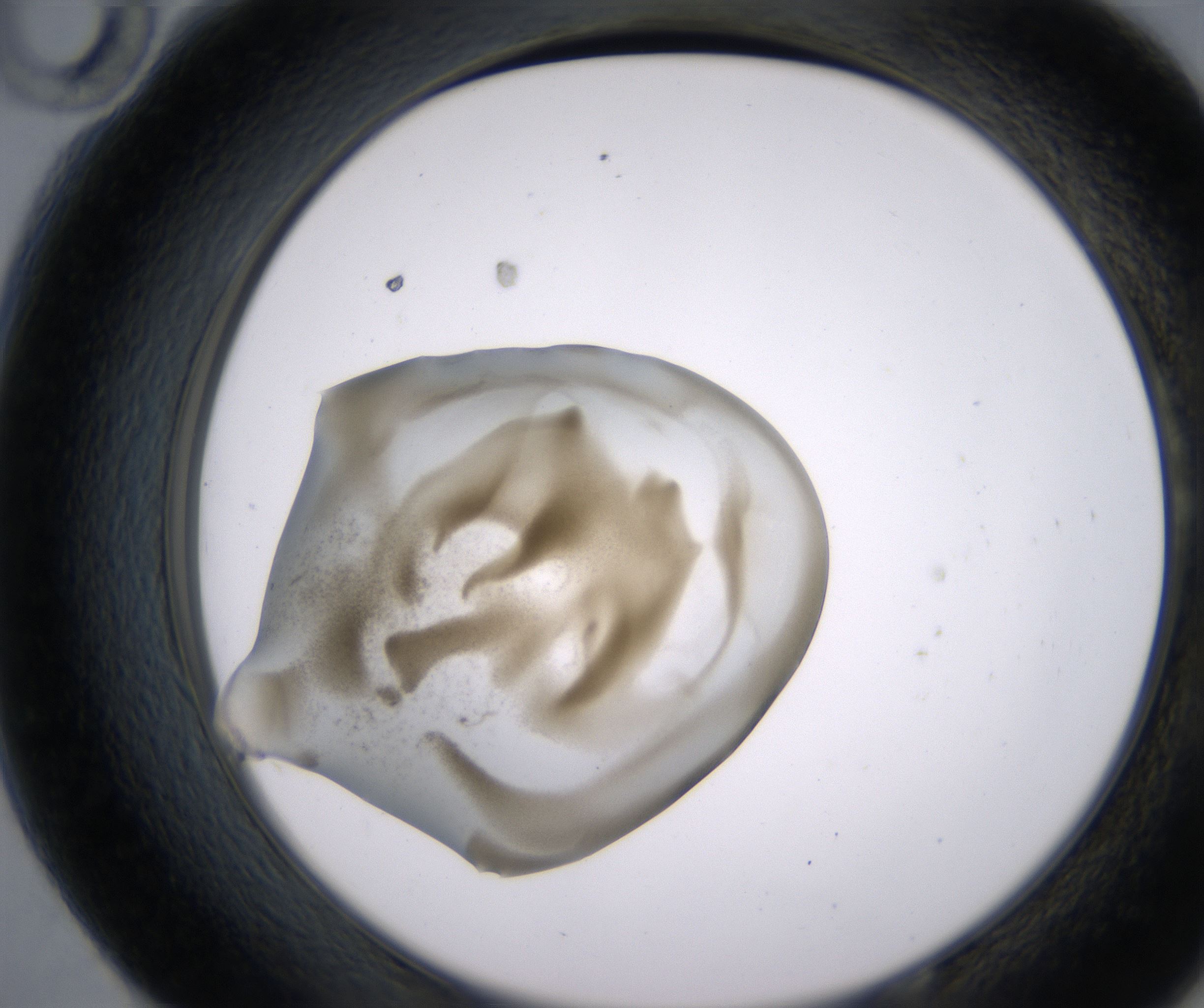 E10_HighResolution_Precipitate_2.jpg