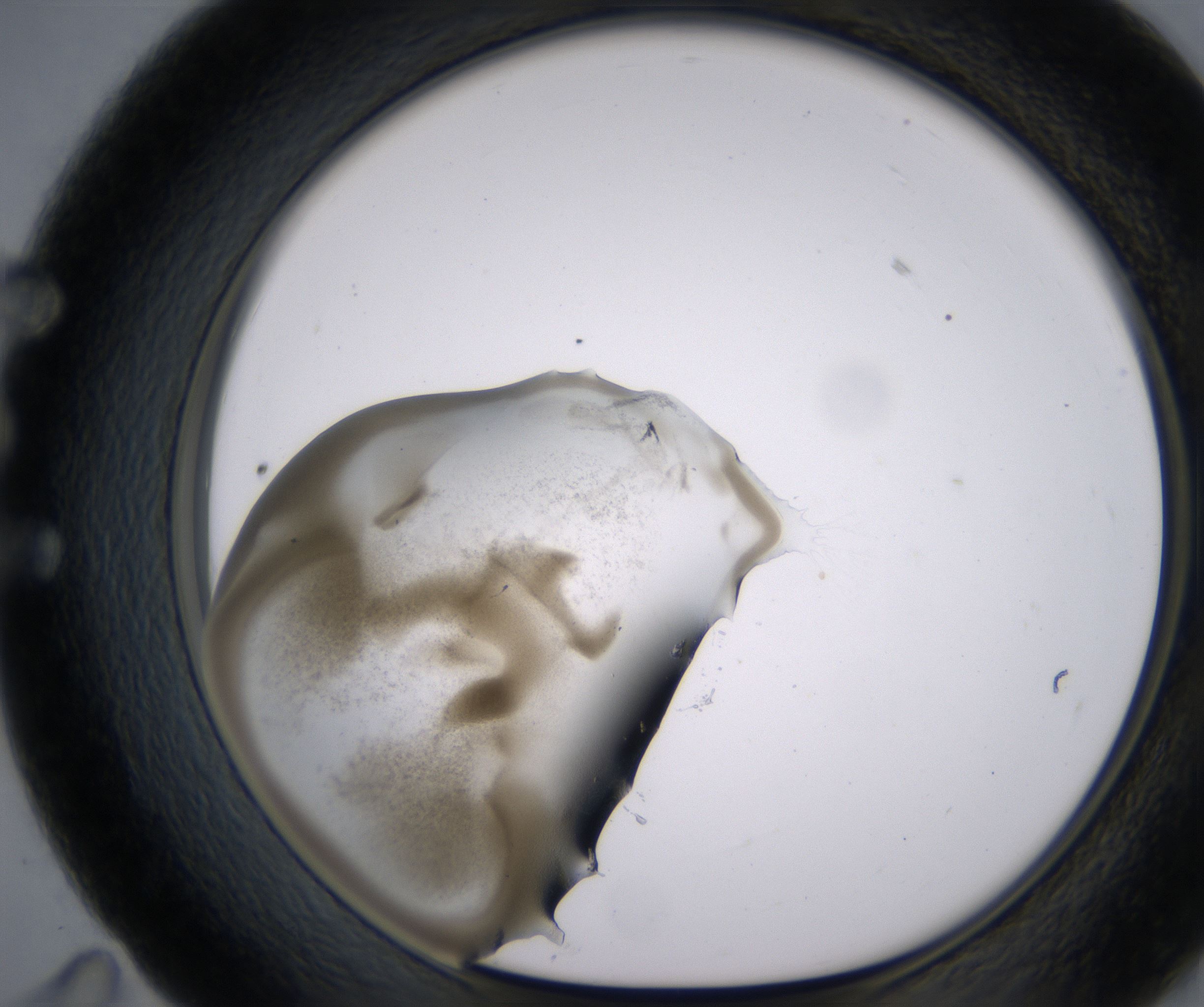 E11_HighResolution_Precipitate_1.jpg