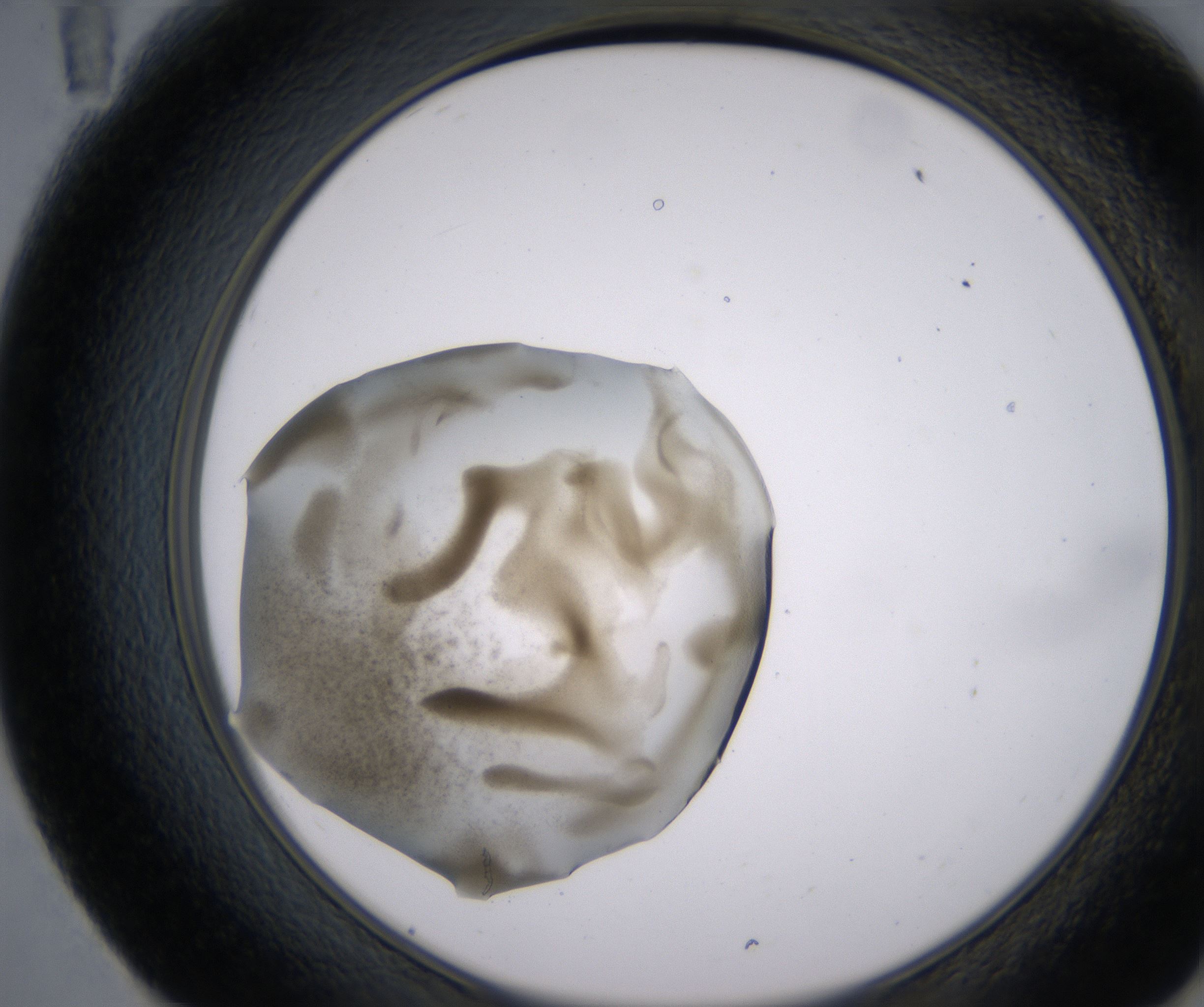 E11_HighResolution_Precipitate_2.jpg
