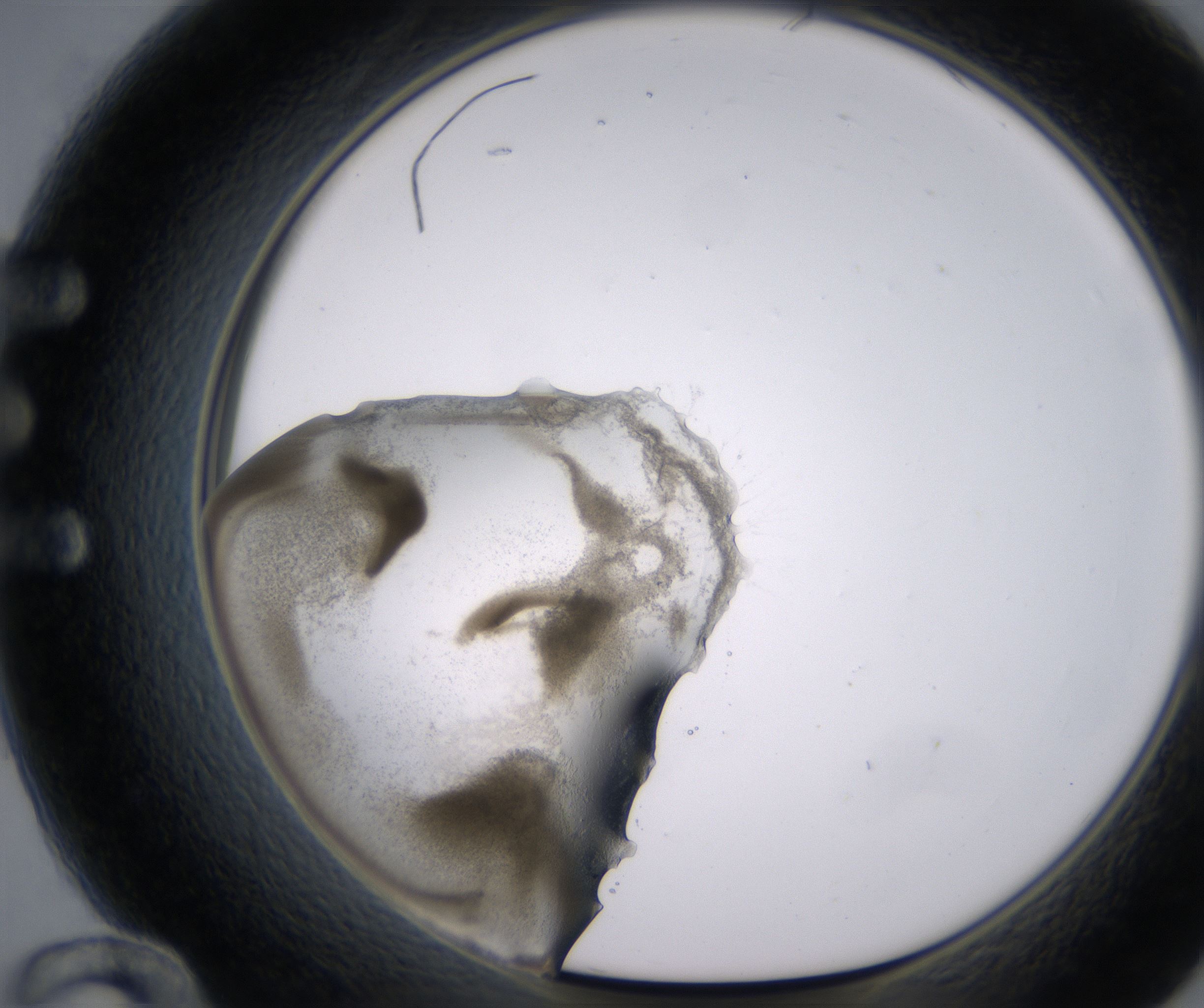 E12_HighResolution_Precipitate_1.jpg