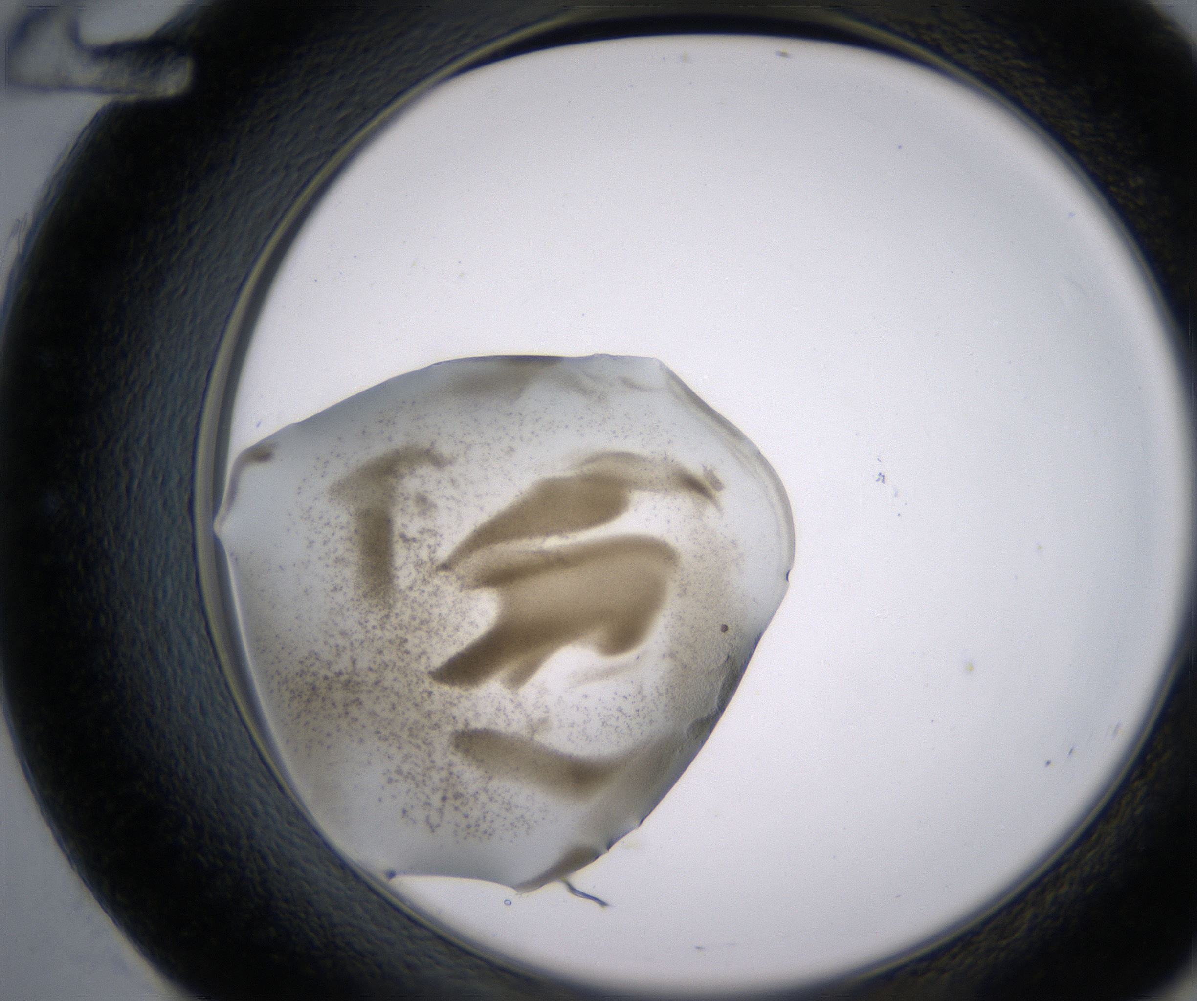 E12_HighResolution_Precipitate_2.jpg