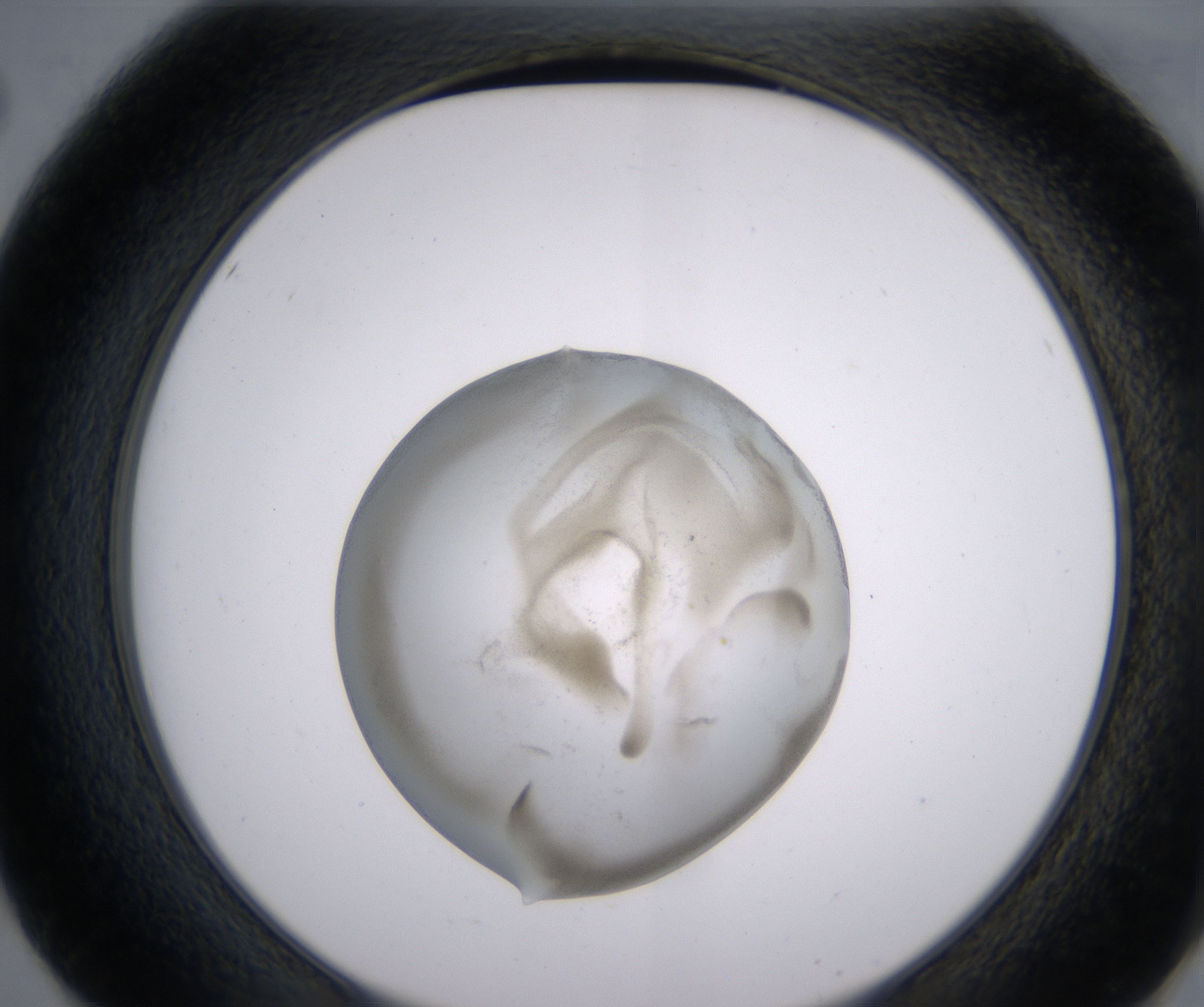 E2_HighResolution_Precipitate_2.jpg