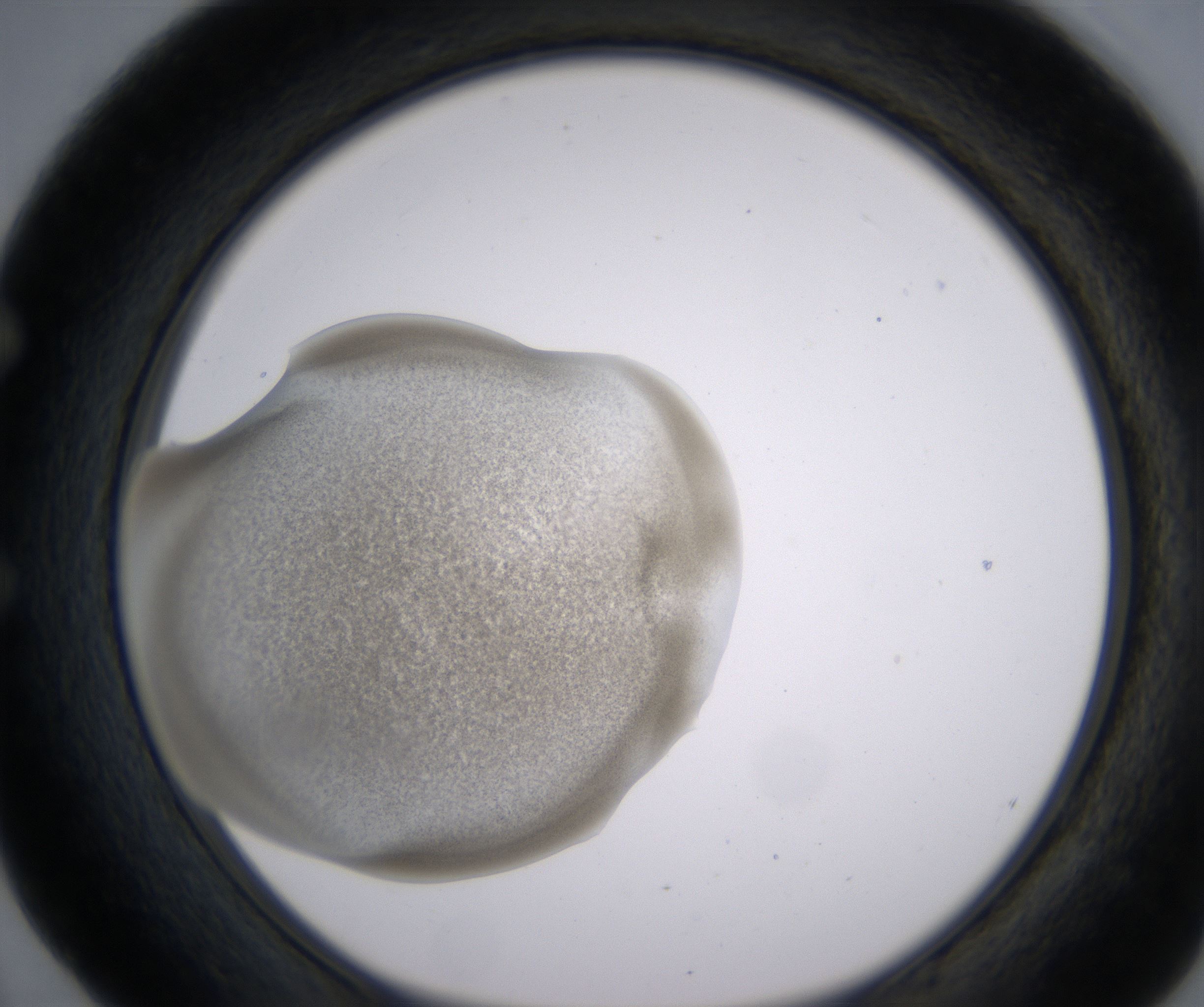 E4_HighResolution_Precipitate_1.jpg