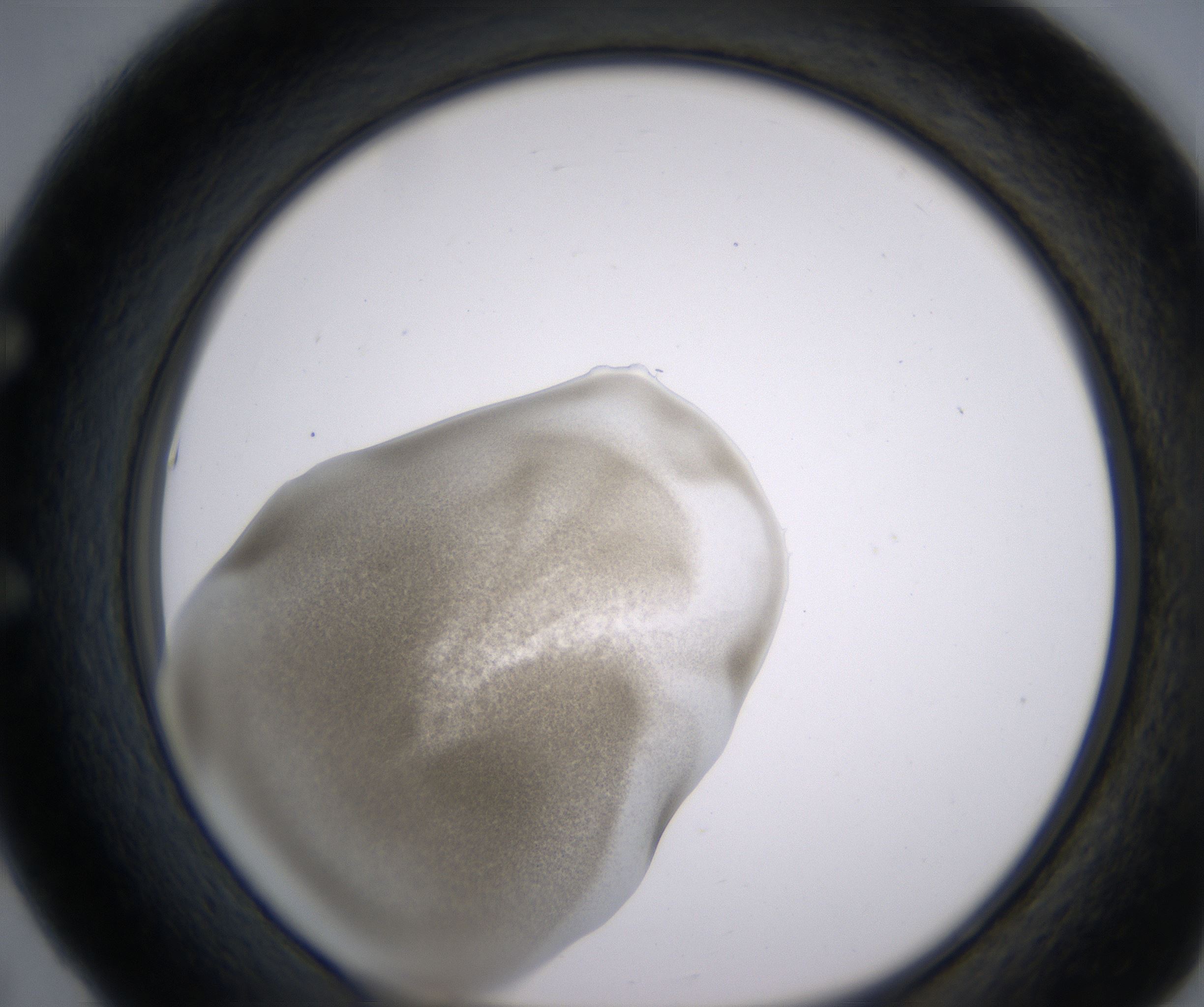 E5_HighResolution_Precipitate_1.jpg