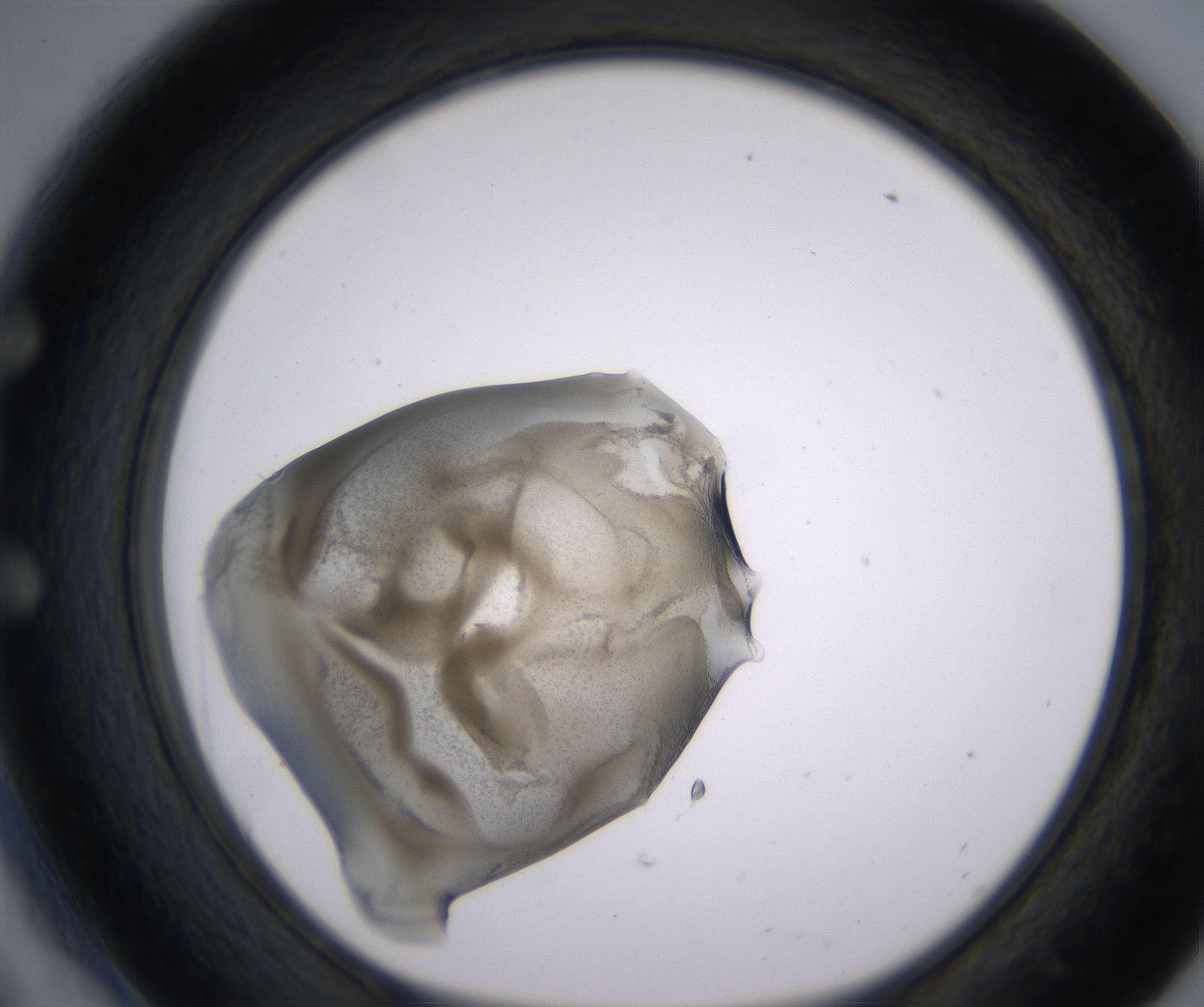 E6_HighResolution_Precipitate_1.jpg