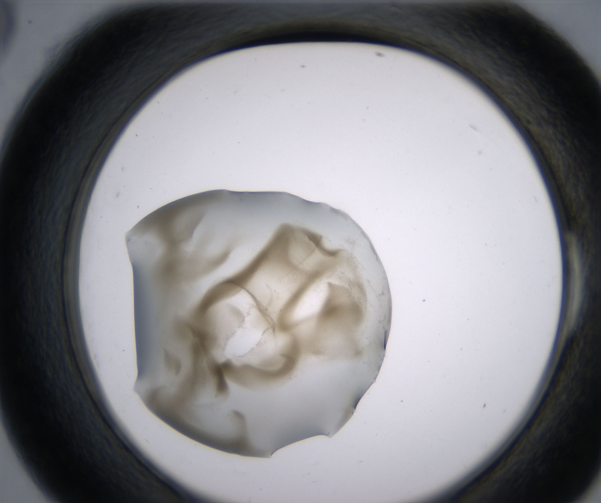 E6_HighResolution_Precipitate_2.jpg