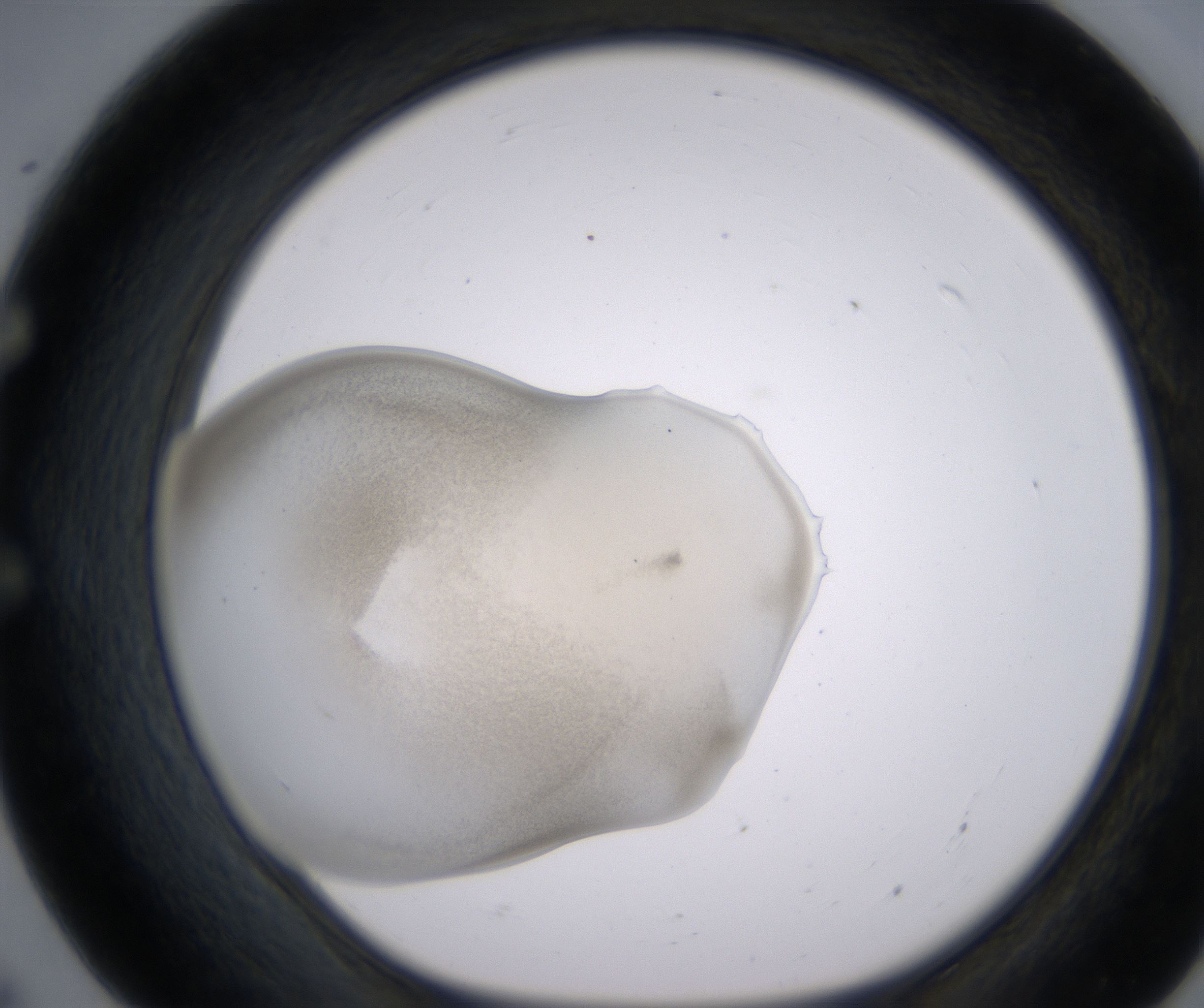 E7_HighResolution_Precipitate_1.jpg
