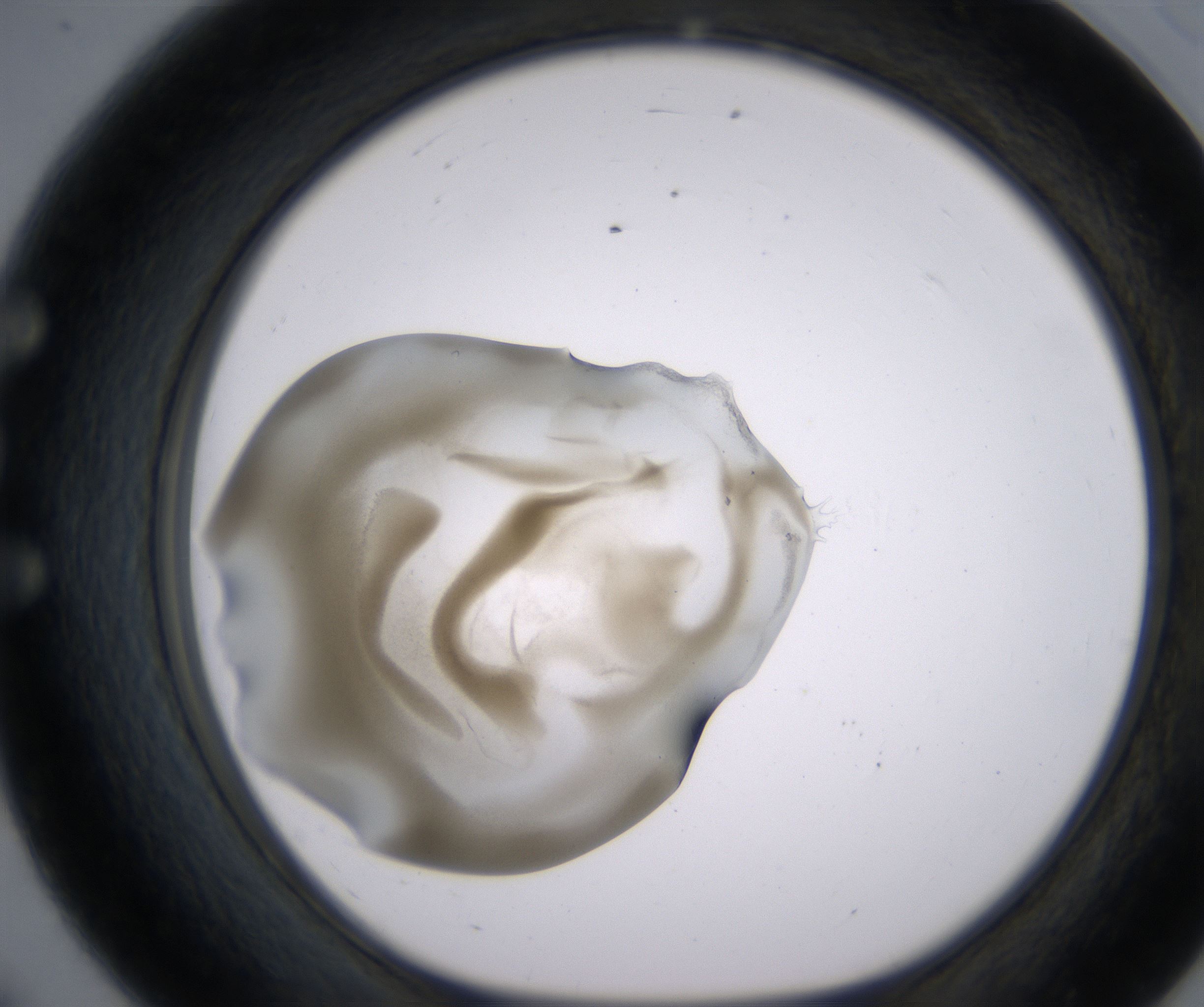 E8_HighResolution_Precipitate_1.jpg