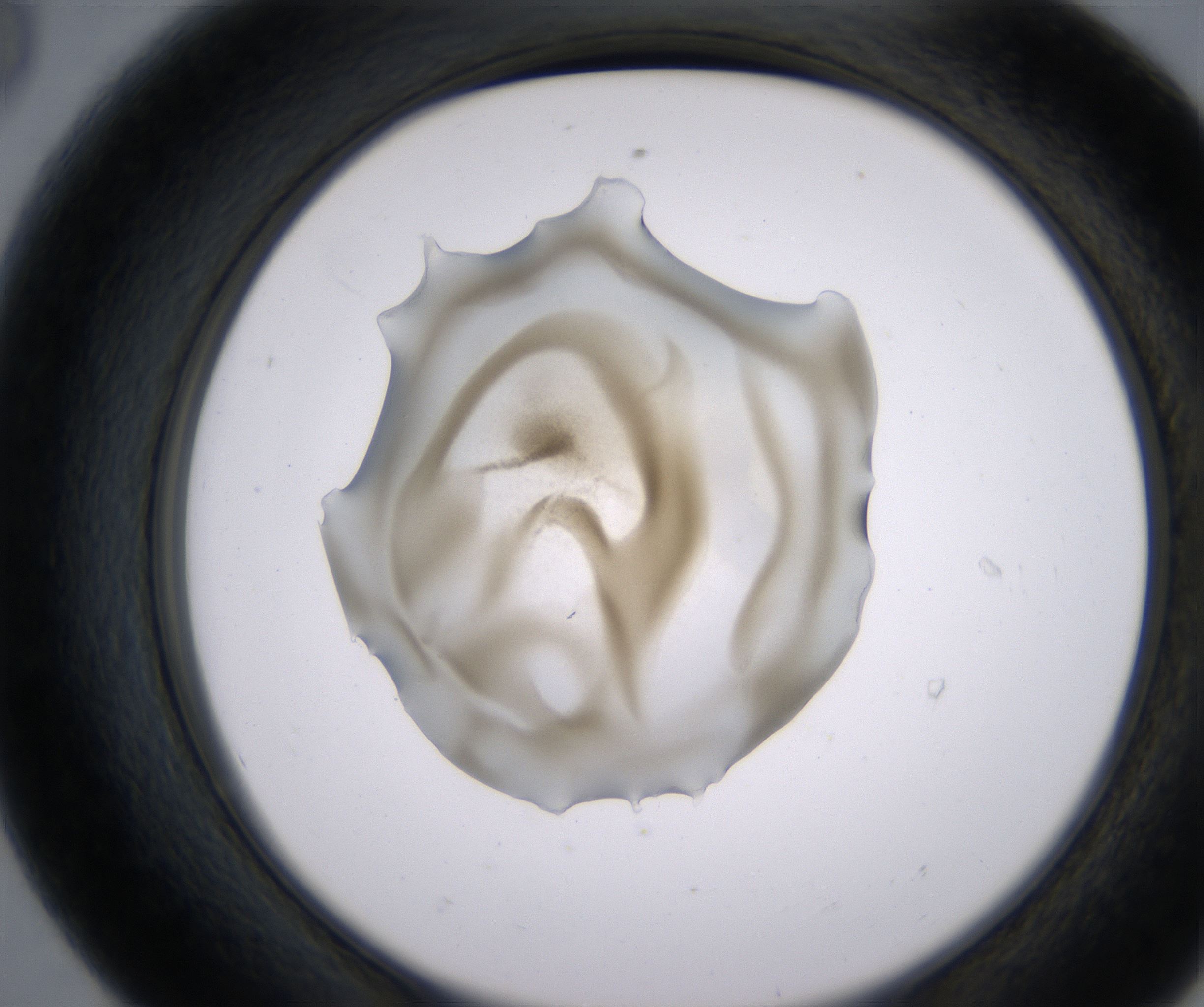 E8_HighResolution_Precipitate_2.jpg