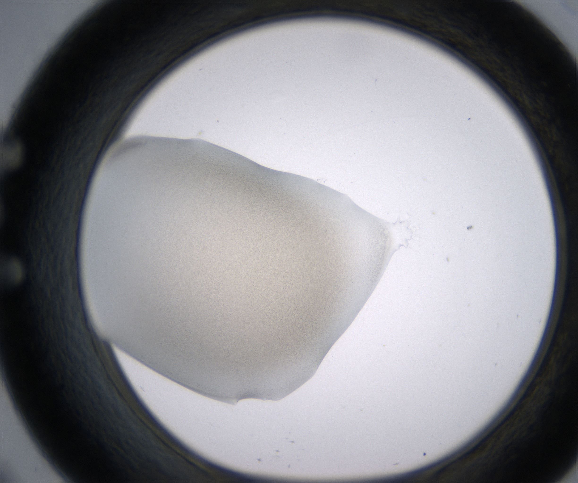 E9_HighResolution_Precipitate_1.jpg