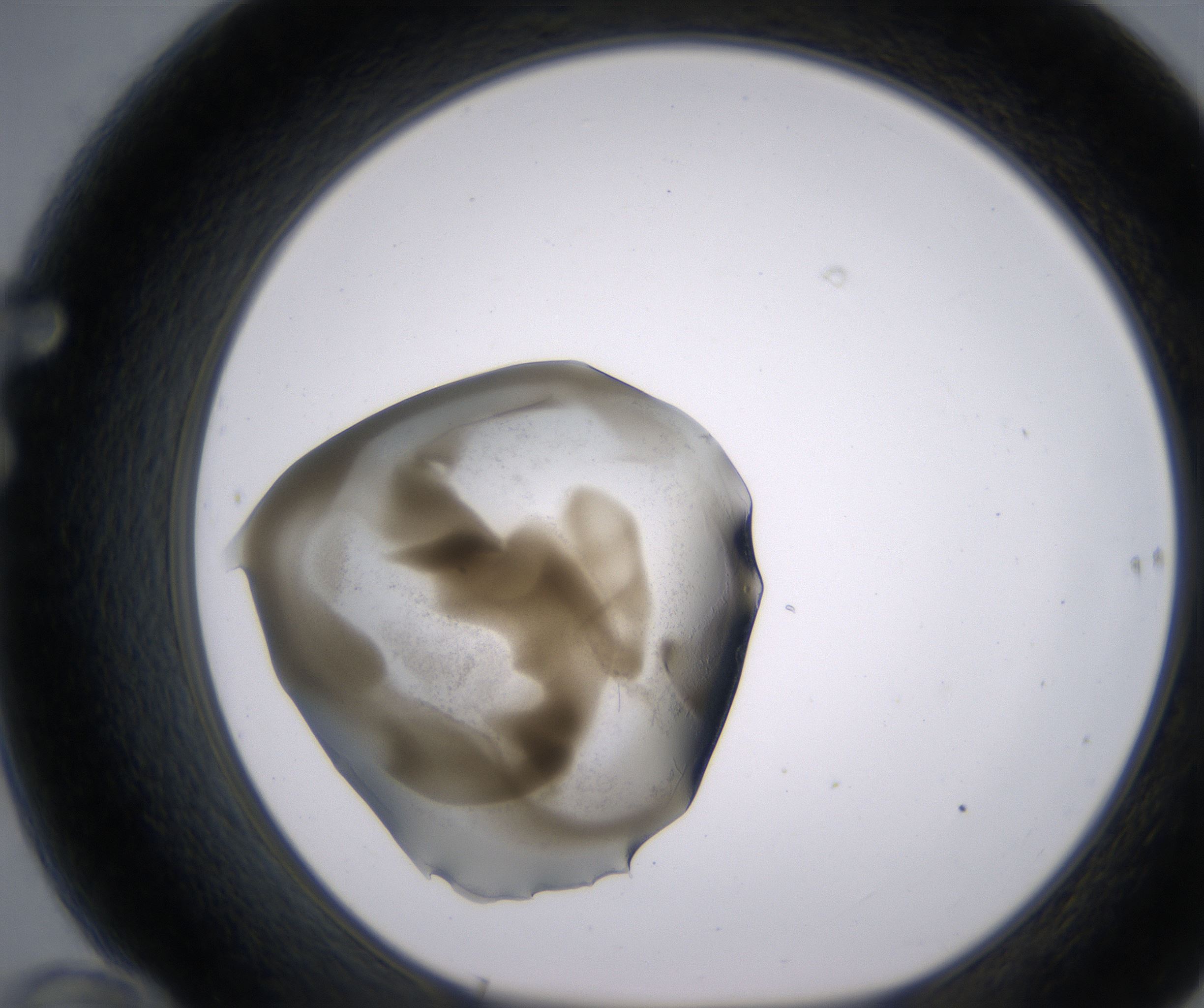 F10_HighResolution_Precipitate_1.jpg