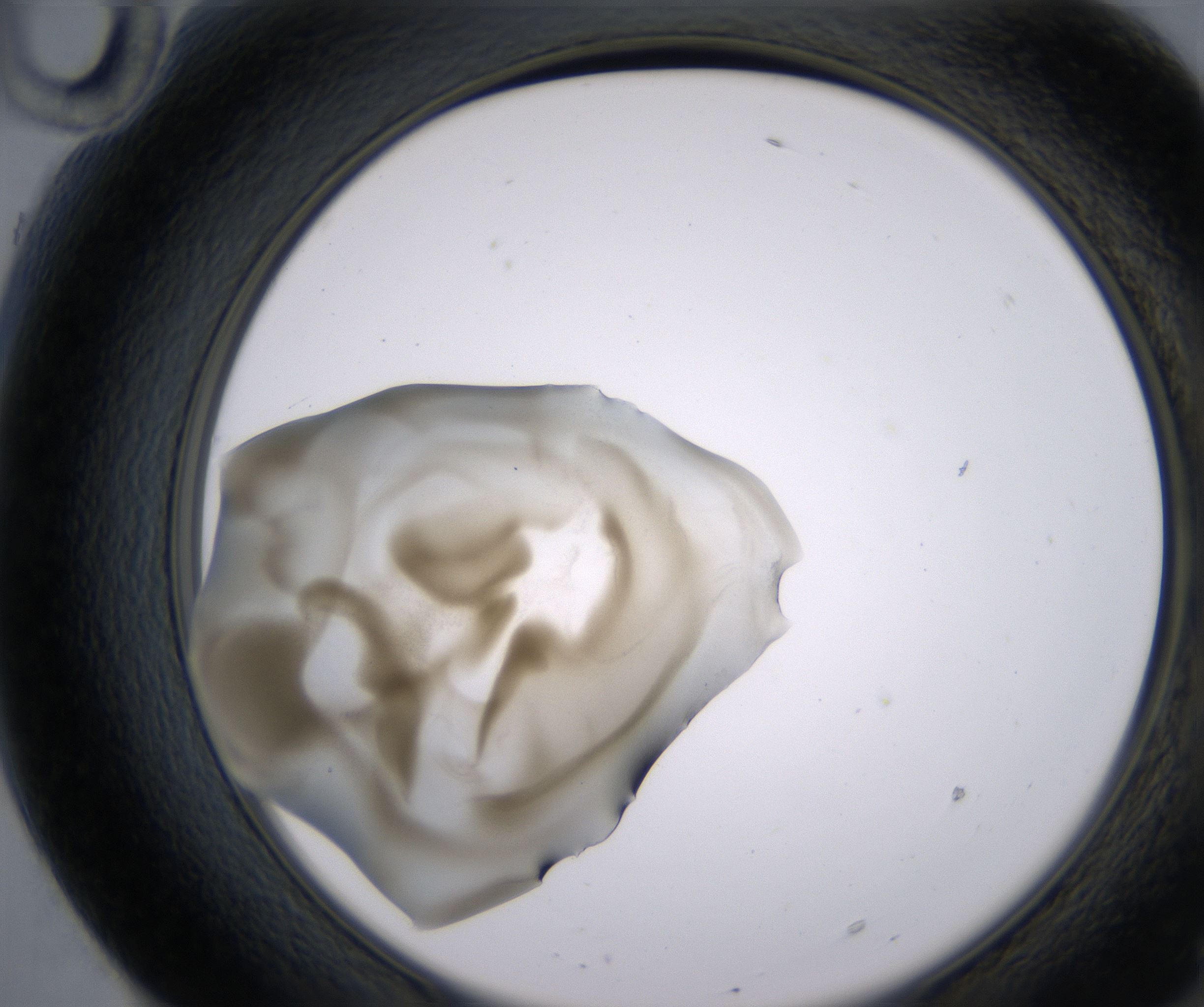 F10_HighResolution_Precipitate_2.jpg