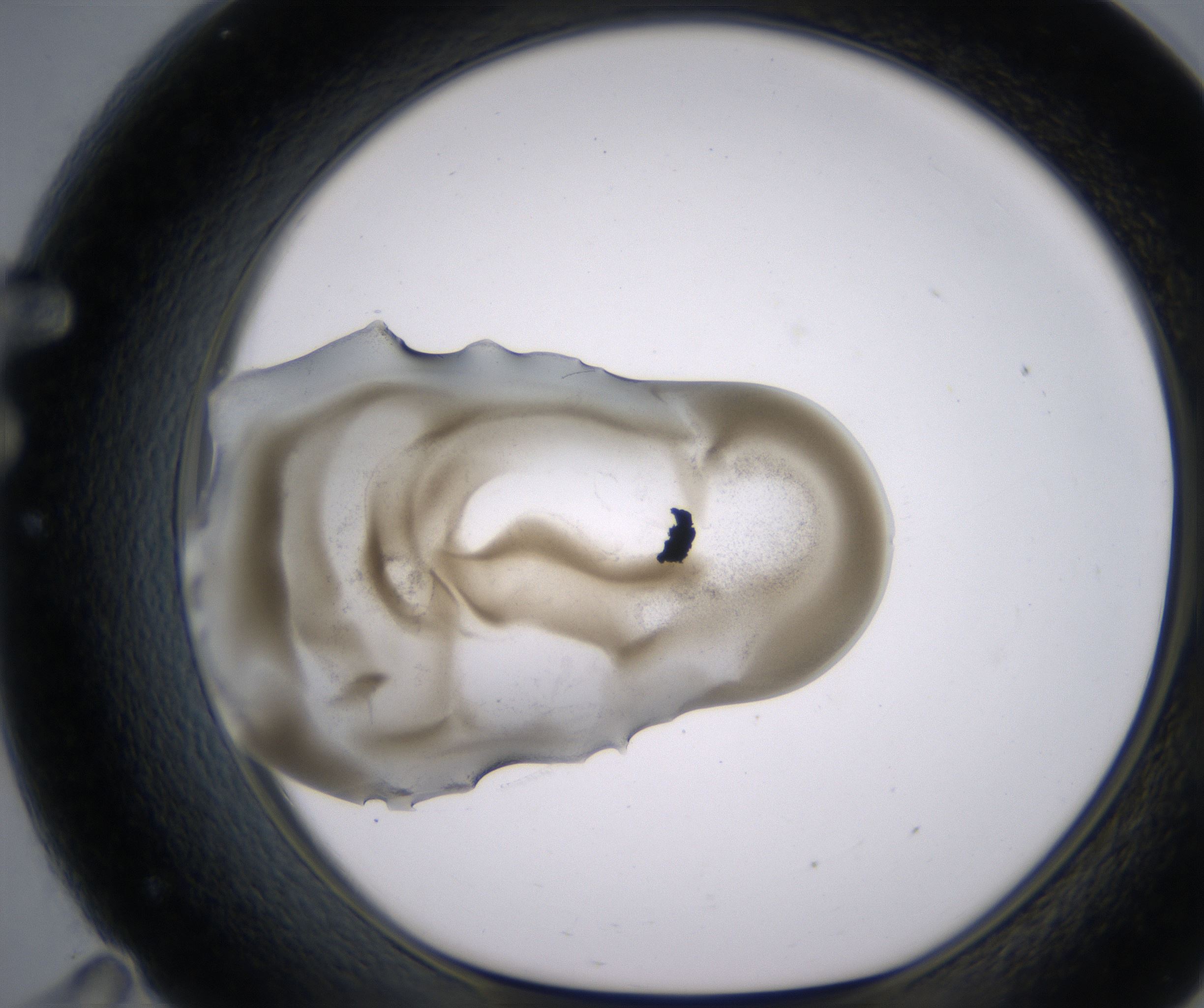 F11_HighResolution_Precipitate_1.jpg