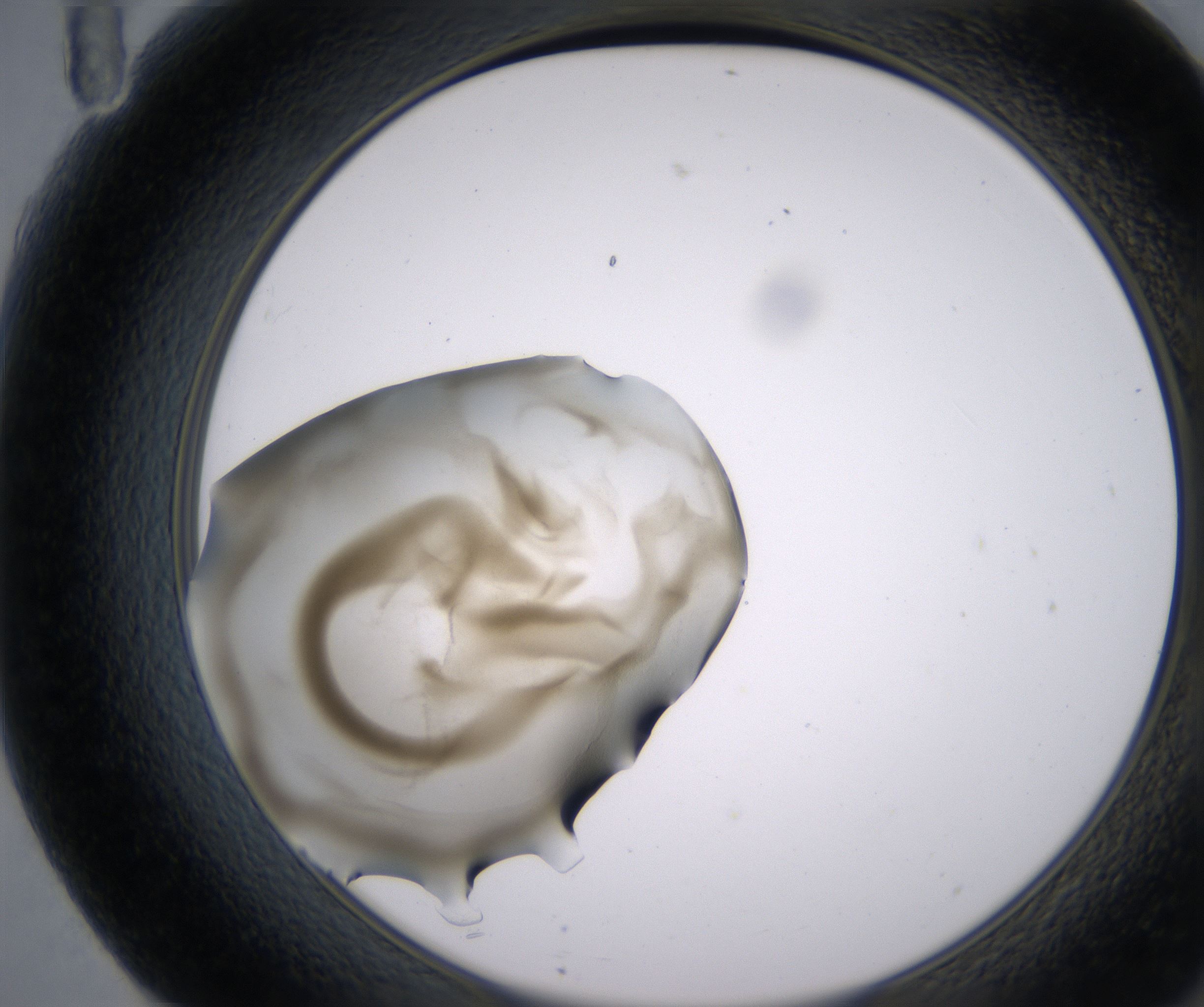 F11_HighResolution_Precipitate_2.jpg
