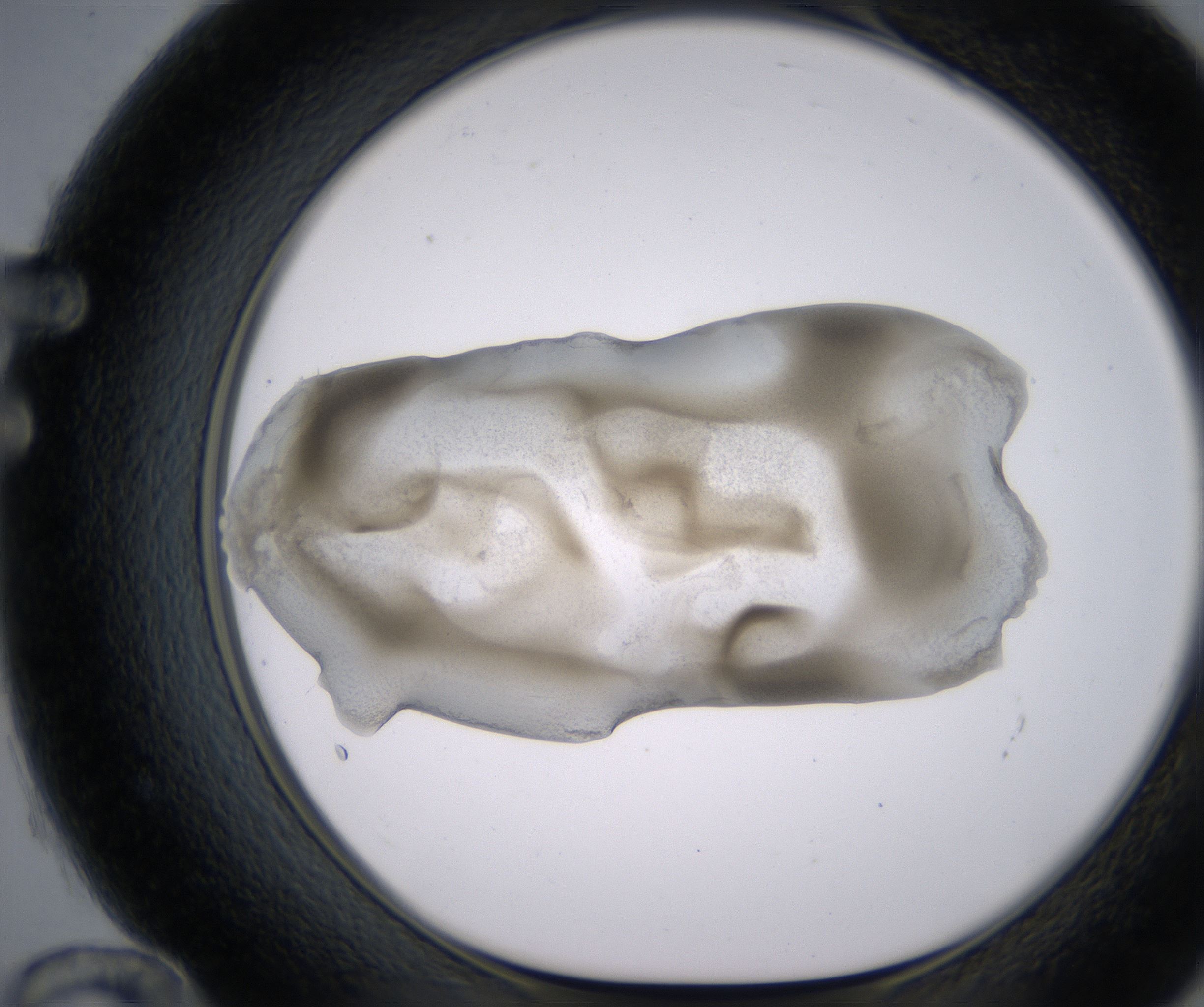 F12_HighResolution_Precipitate_1.jpg