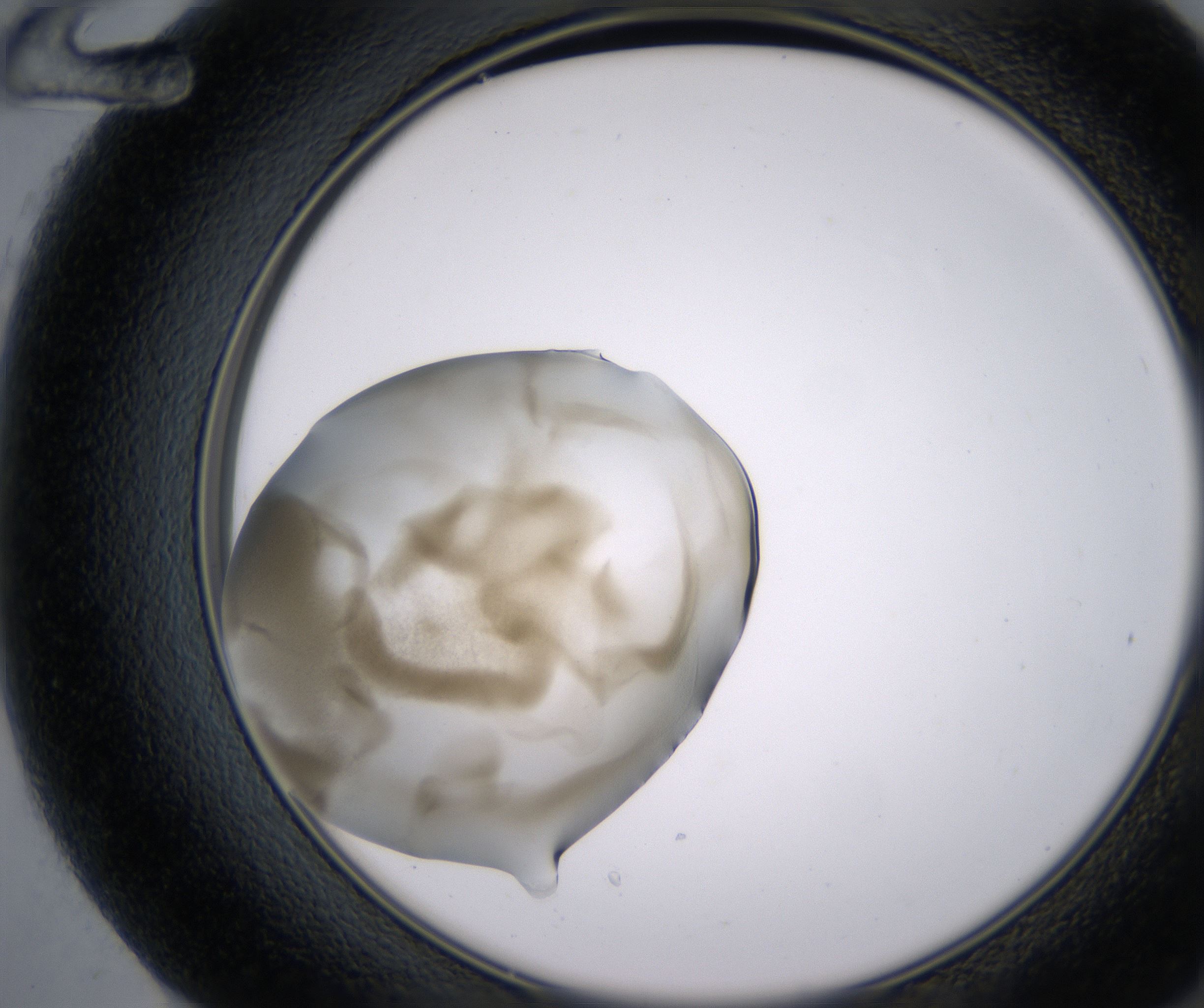 F12_HighResolution_Precipitate_2.jpg