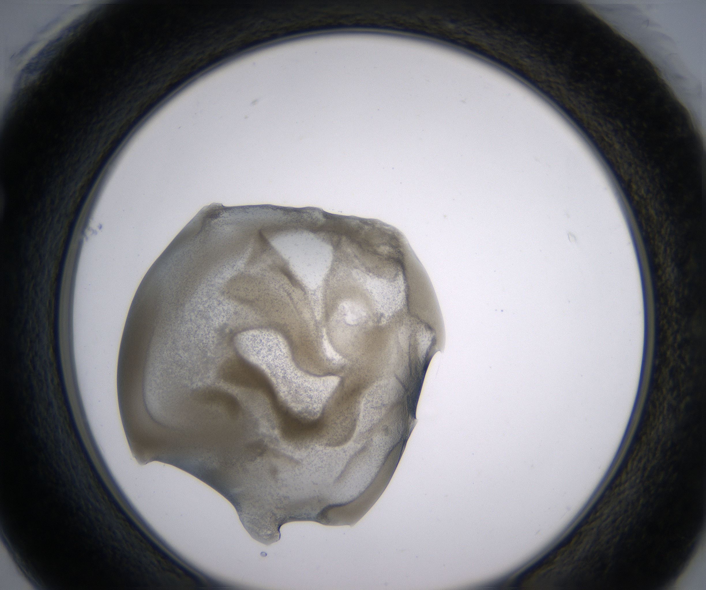 F1_HighResolution_Precipitate_1.jpg