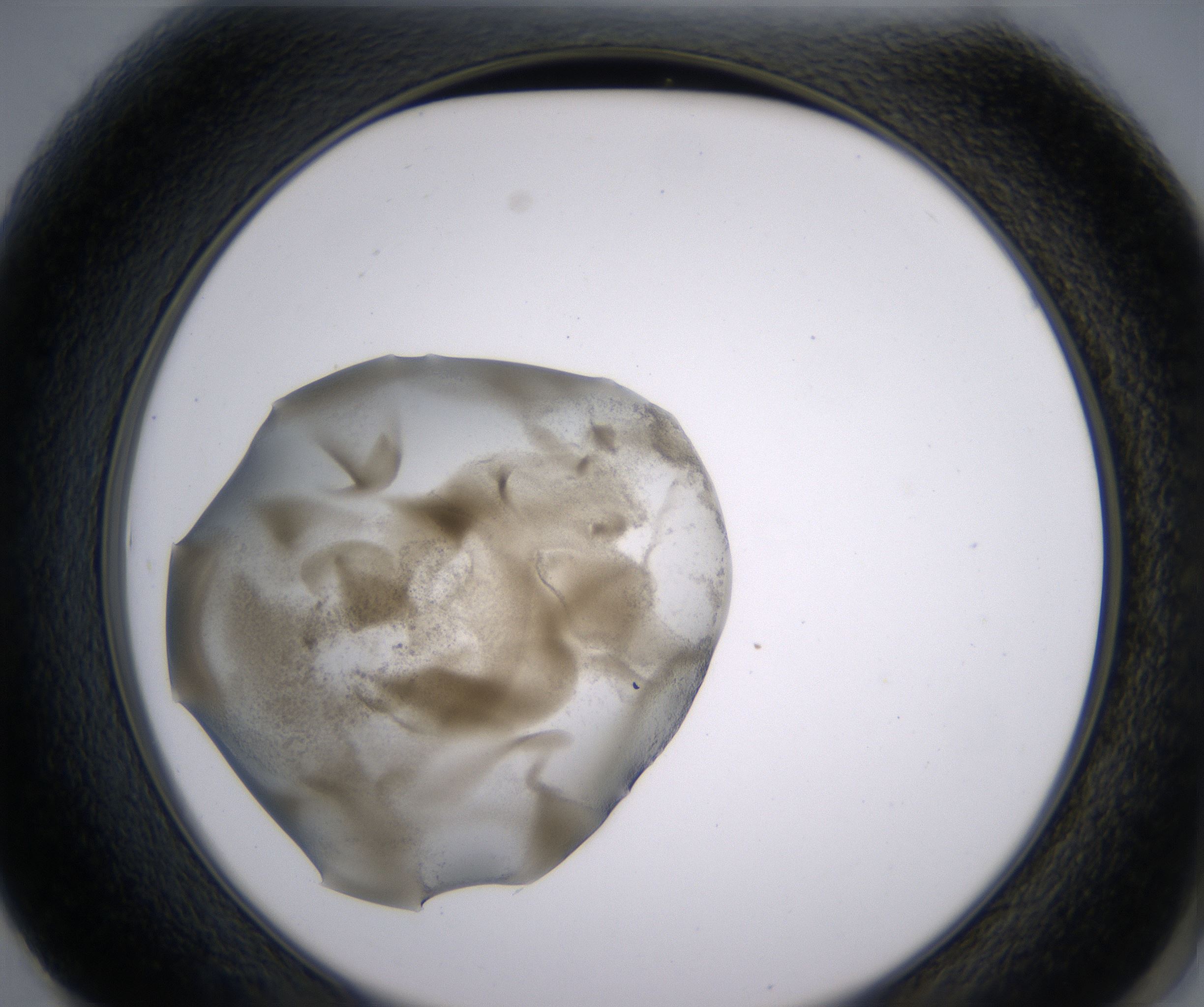 F1_HighResolution_Precipitate_2.jpg