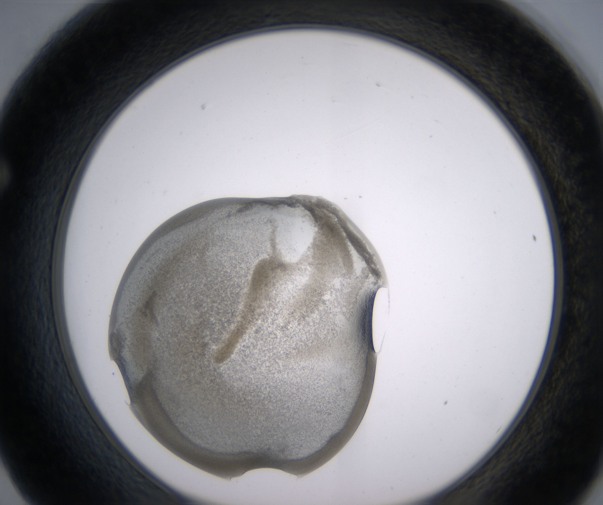 F2_HighResolution_Precipitate_1.jpg