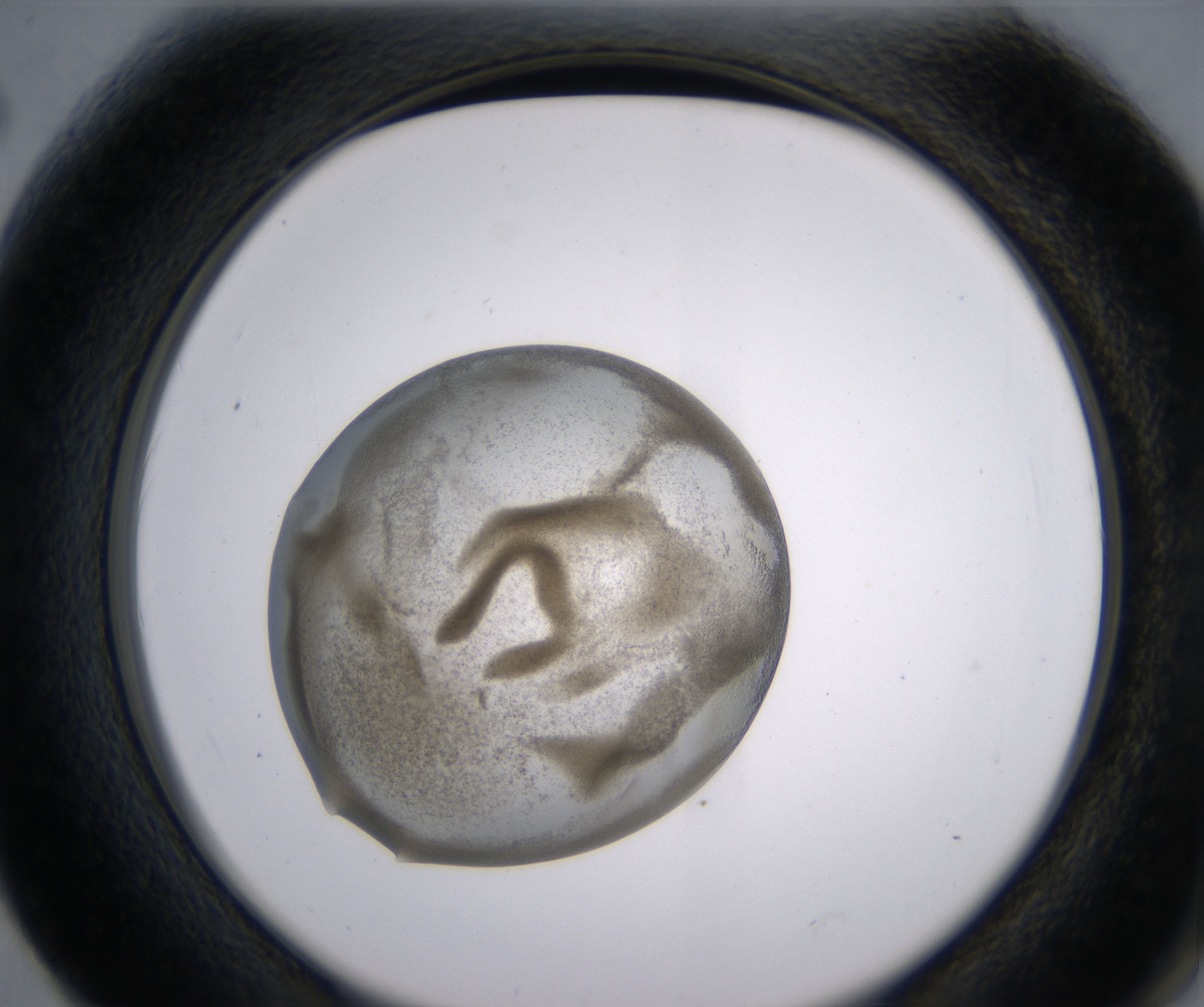 F2_HighResolution_Precipitate_2.jpg