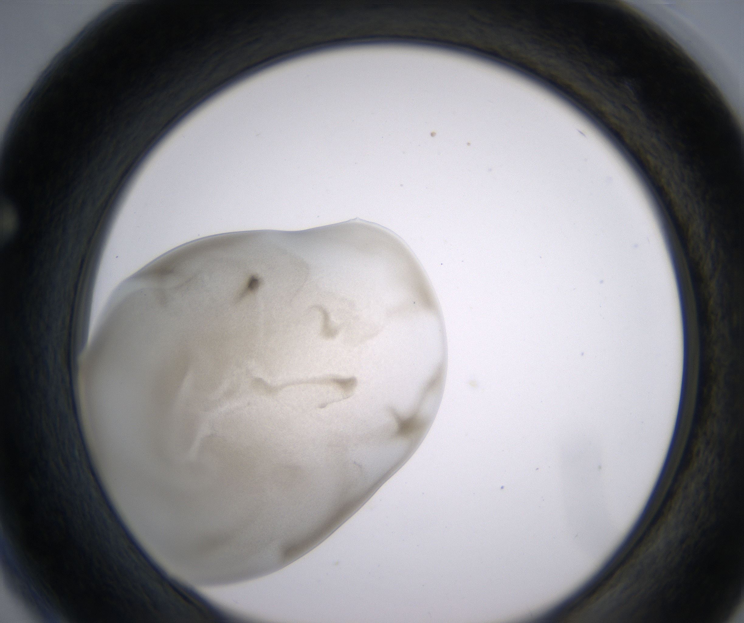 F4_HighResolution_Precipitate_1.jpg