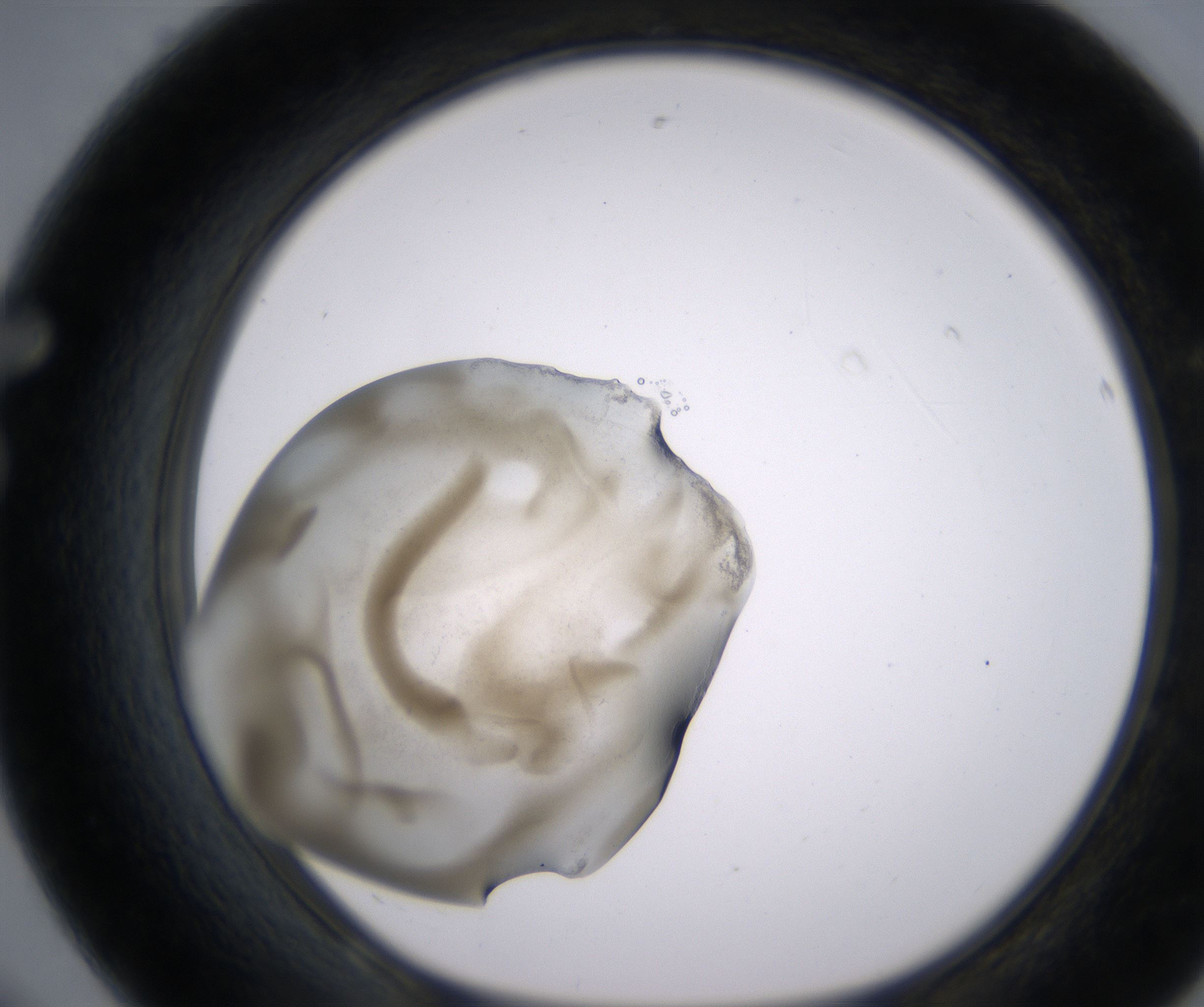 F8_HighResolution_Precipitate_1.jpg