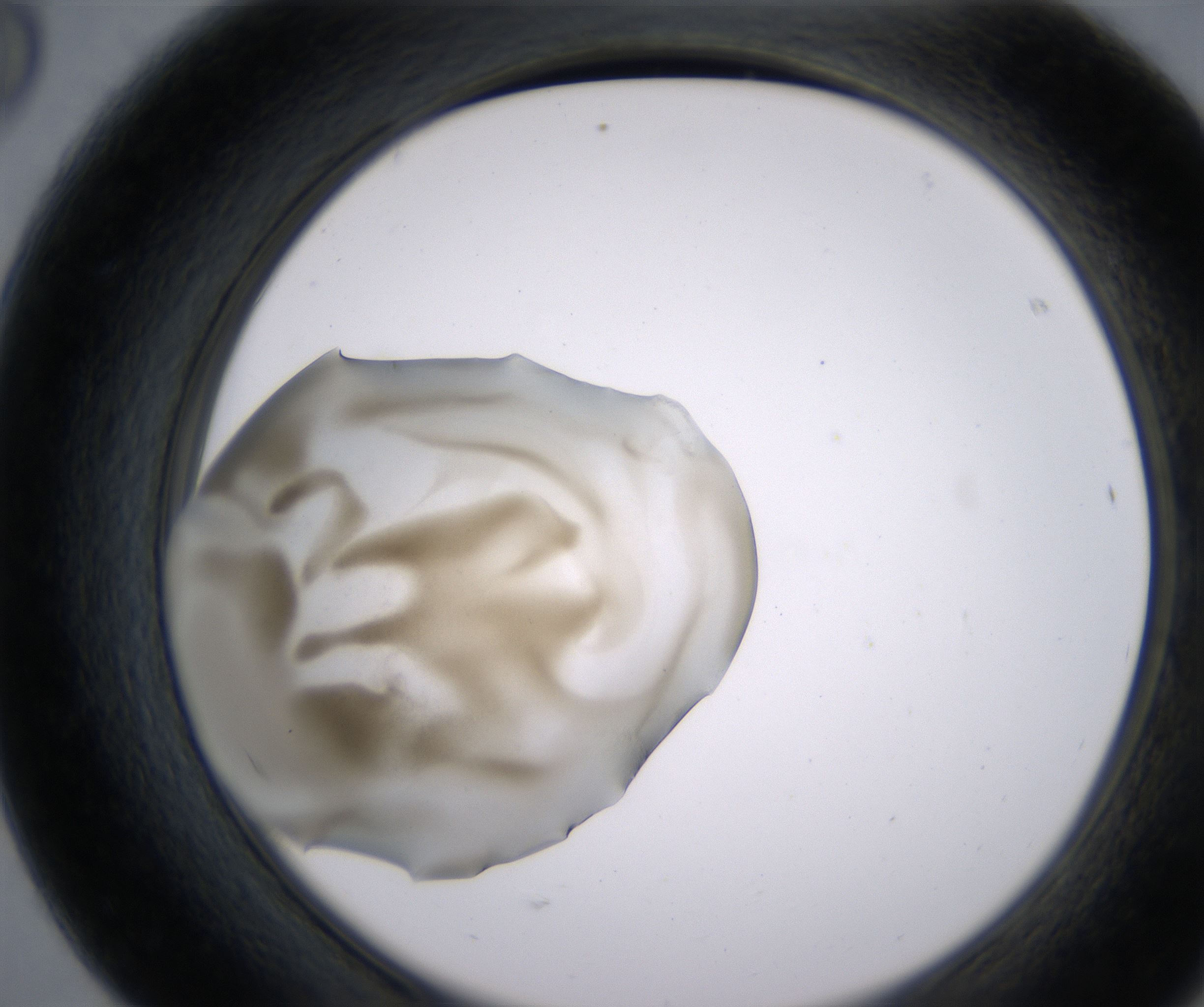 F8_HighResolution_Precipitate_2.jpg
