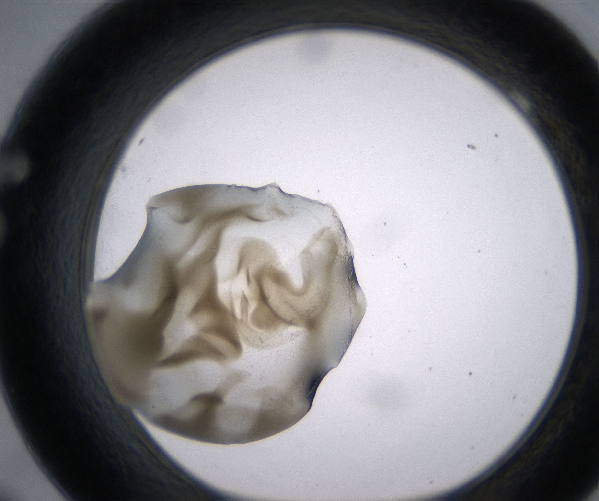 F9_HighResolution_Precipitate_1.jpg