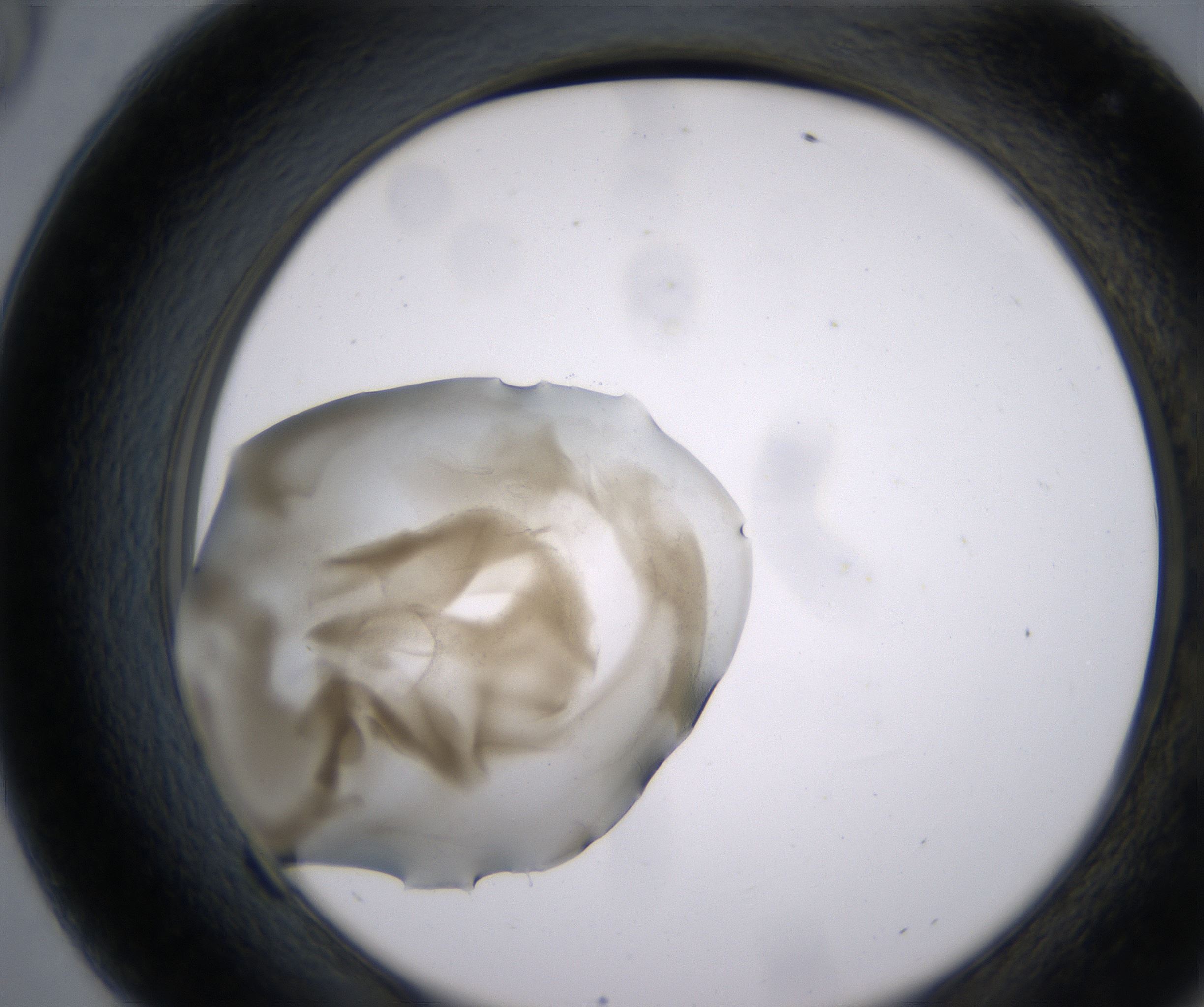 F9_HighResolution_Precipitate_2.jpg